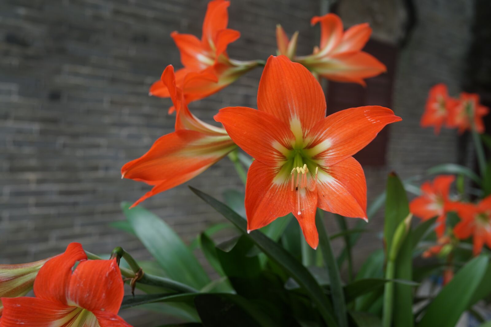 Sony Cyber-shot DSC-RX1R sample photo. Amaryllis, red flower, china photography