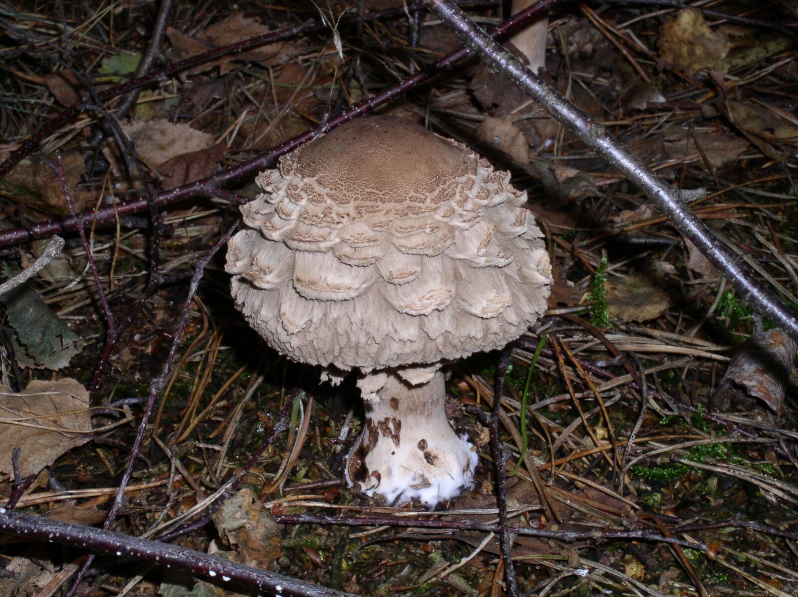 Olympus C4100Z,C4000Z sample photo. Mushroom, forest, nature photography