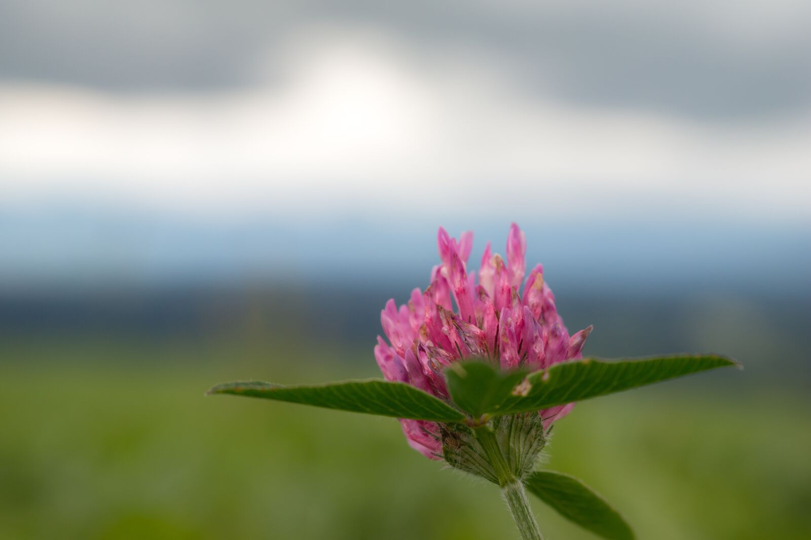 Samsung NX 20-50mm F3.5-5.6 ED sample photo. Klee, pink, red clover photography