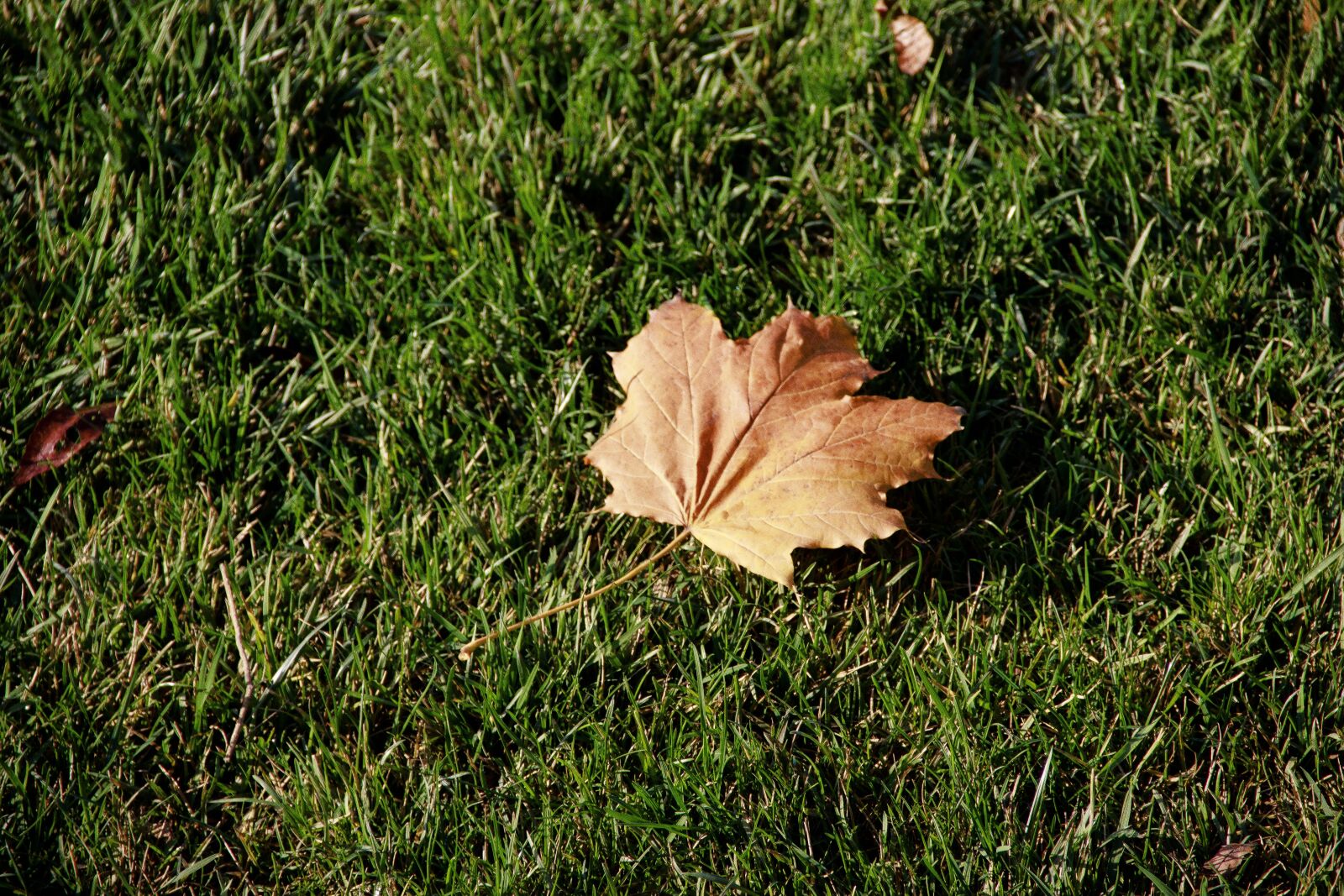 Canon EOS 650D (EOS Rebel T4i / EOS Kiss X6i) sample photo. Autumn, dry leaves, green photography
