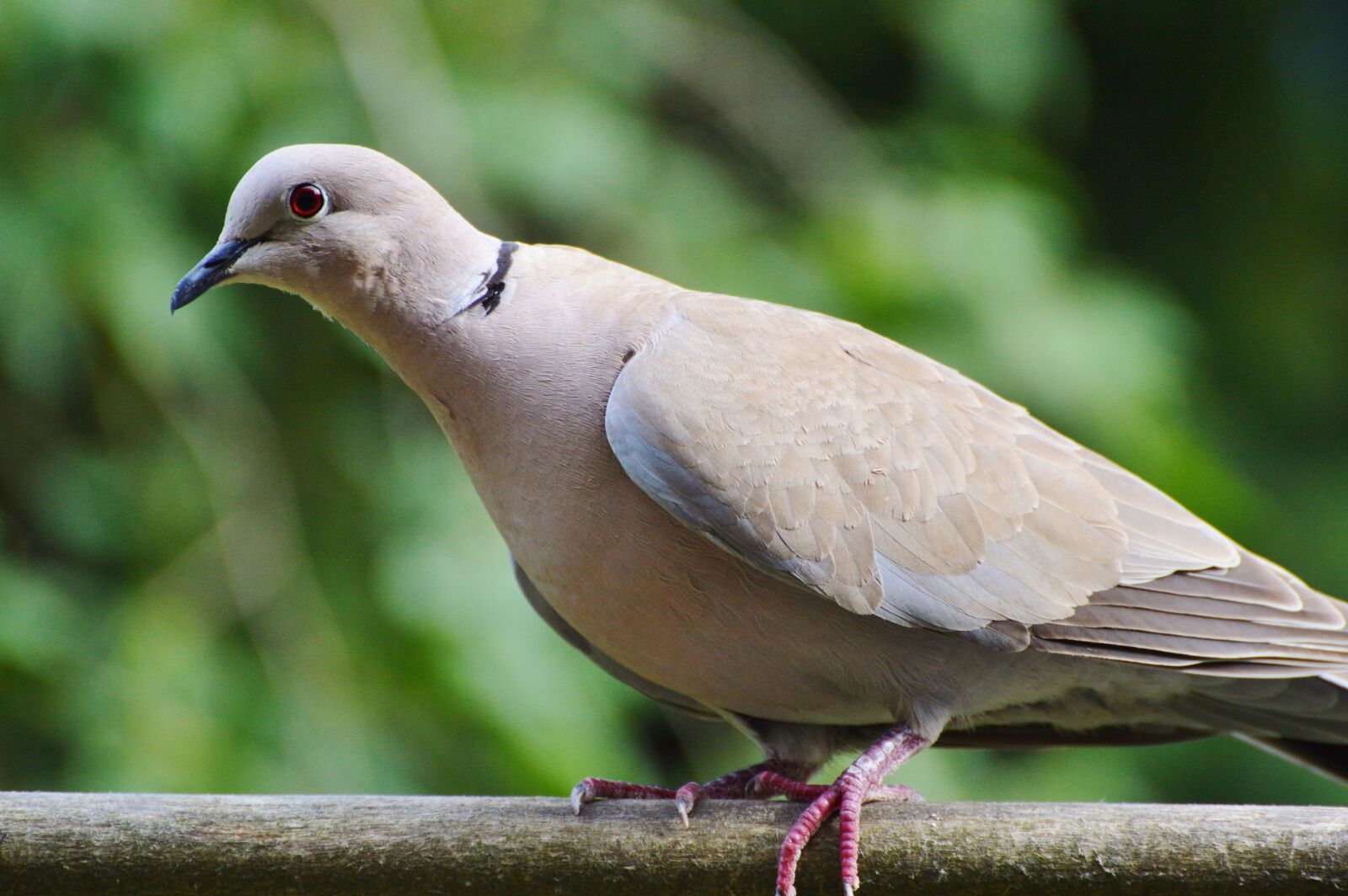 Nikon D3200 sample photo. Dove, collared, bird photography
