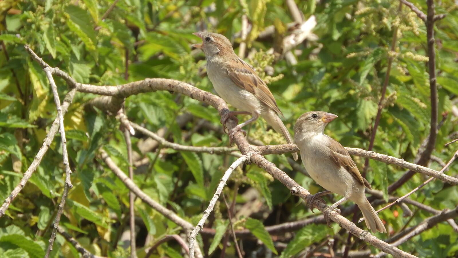Nikon Coolpix P610 sample photo. Sparrows on a branch photography