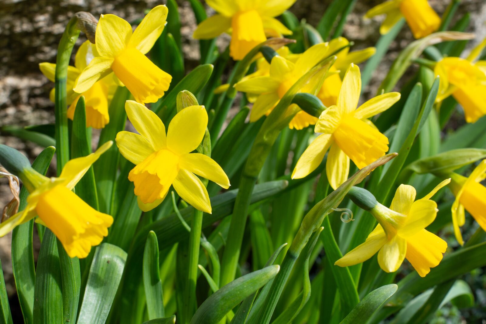Nikon D7100 sample photo. Daffodils, yellow, flowers photography