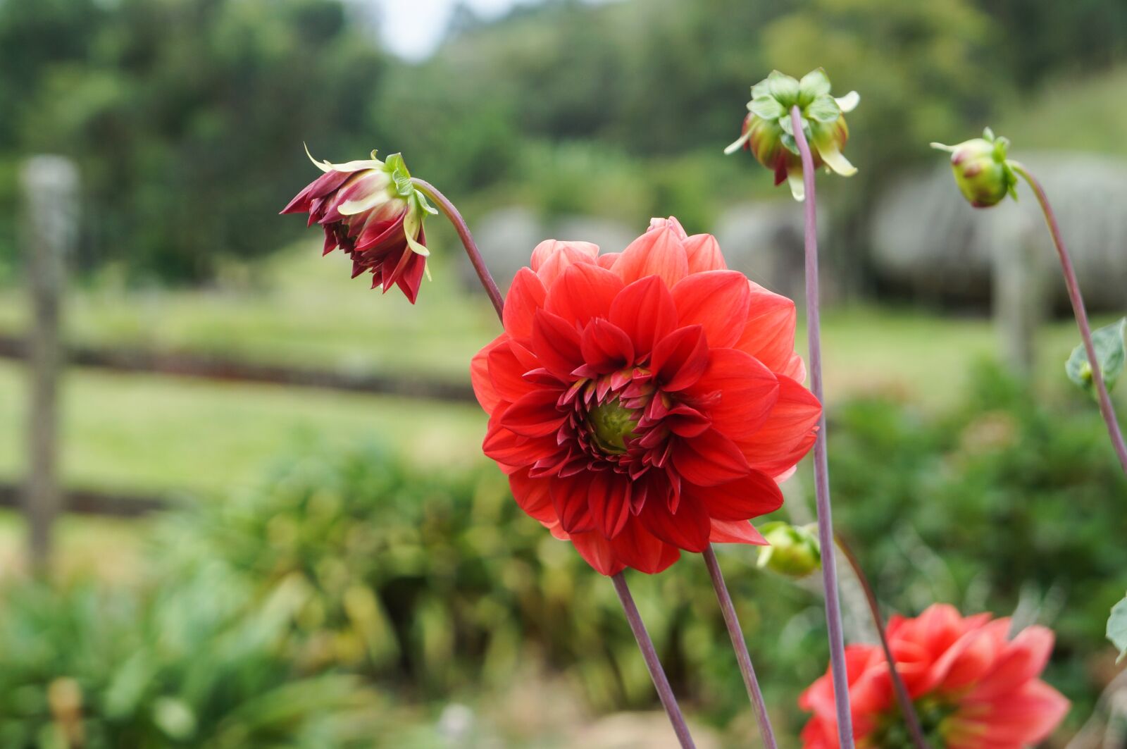 Sony Alpha NEX-F3 + Sony E 18-55mm F3.5-5.6 OSS sample photo. Flower, nature, plant photography