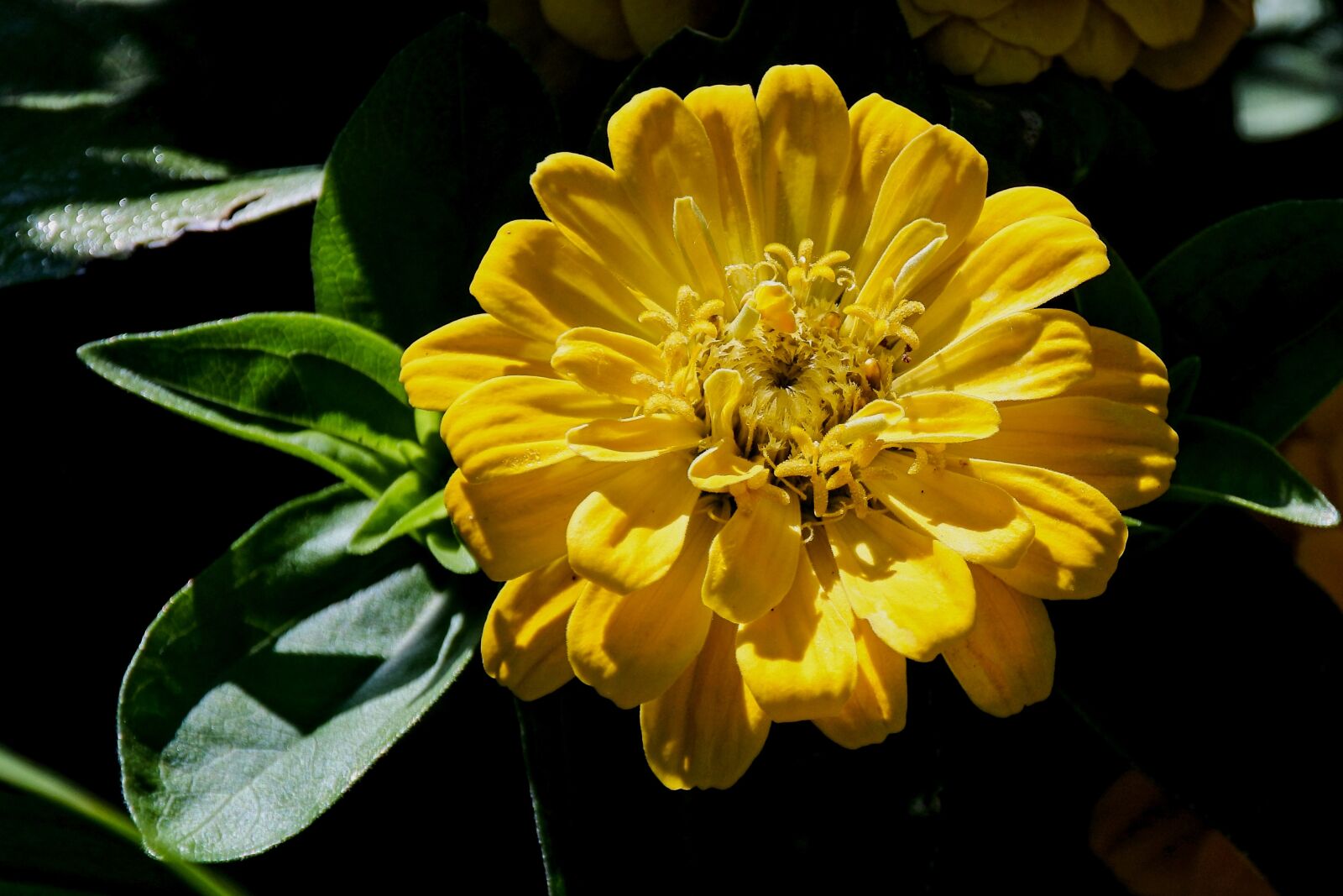 1 NIKKOR VR 10-100mm f/4-5.6 sample photo. Flower garden, garden, plant photography
