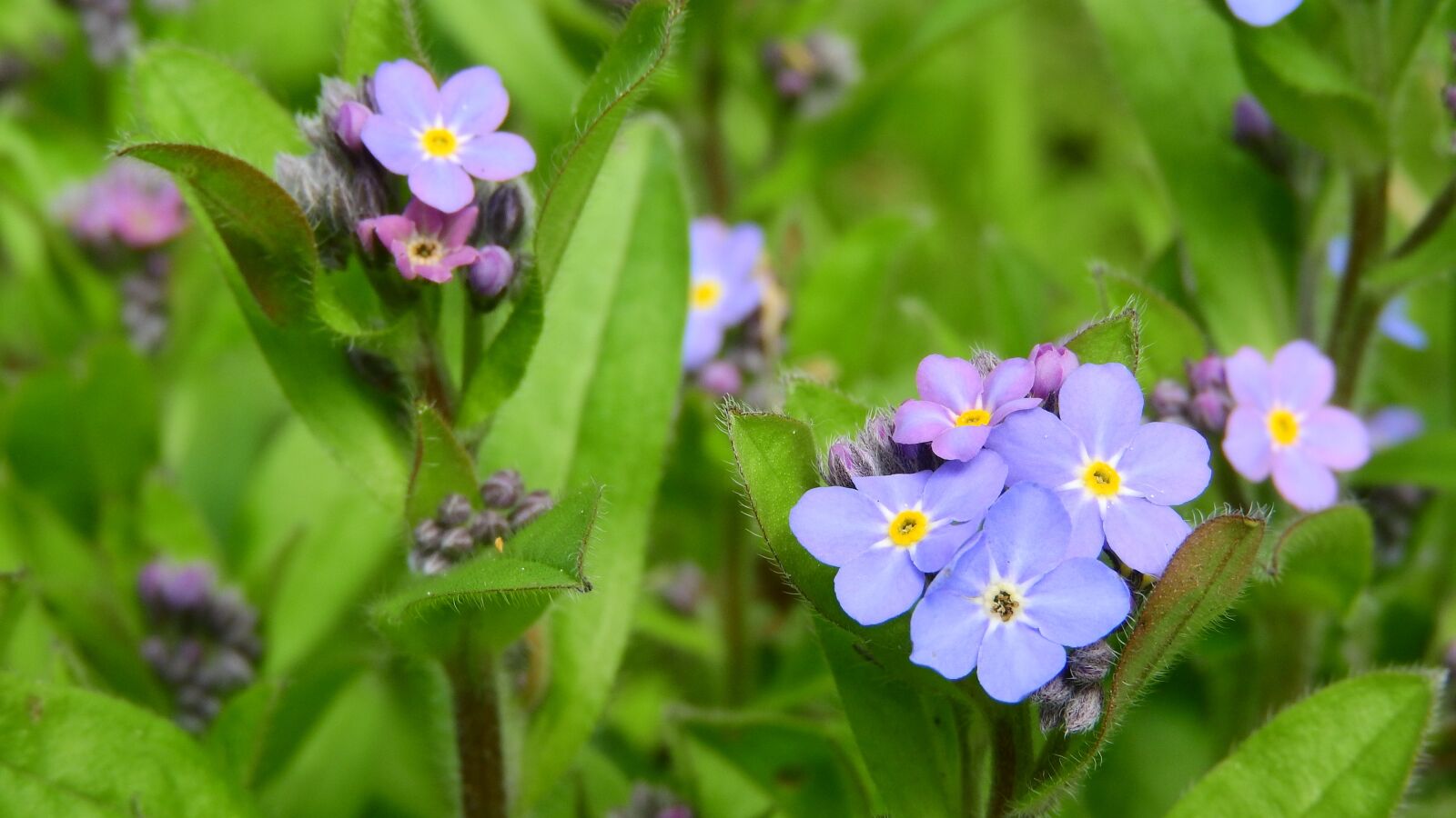Nikon Coolpix P610 sample photo. Forget-me-not forest, myosotis sylvatica photography