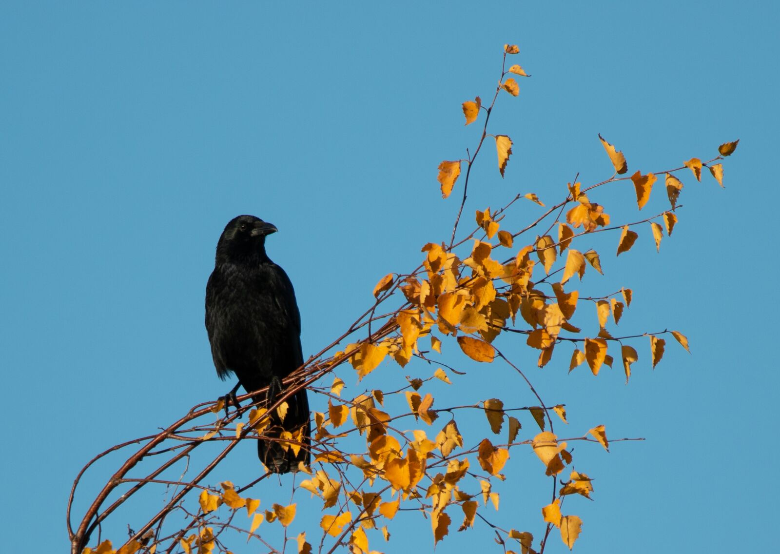 150-600mm F5-6.3 DG OS HSM | Contemporary 015 sample photo. Crow, crow in a photography