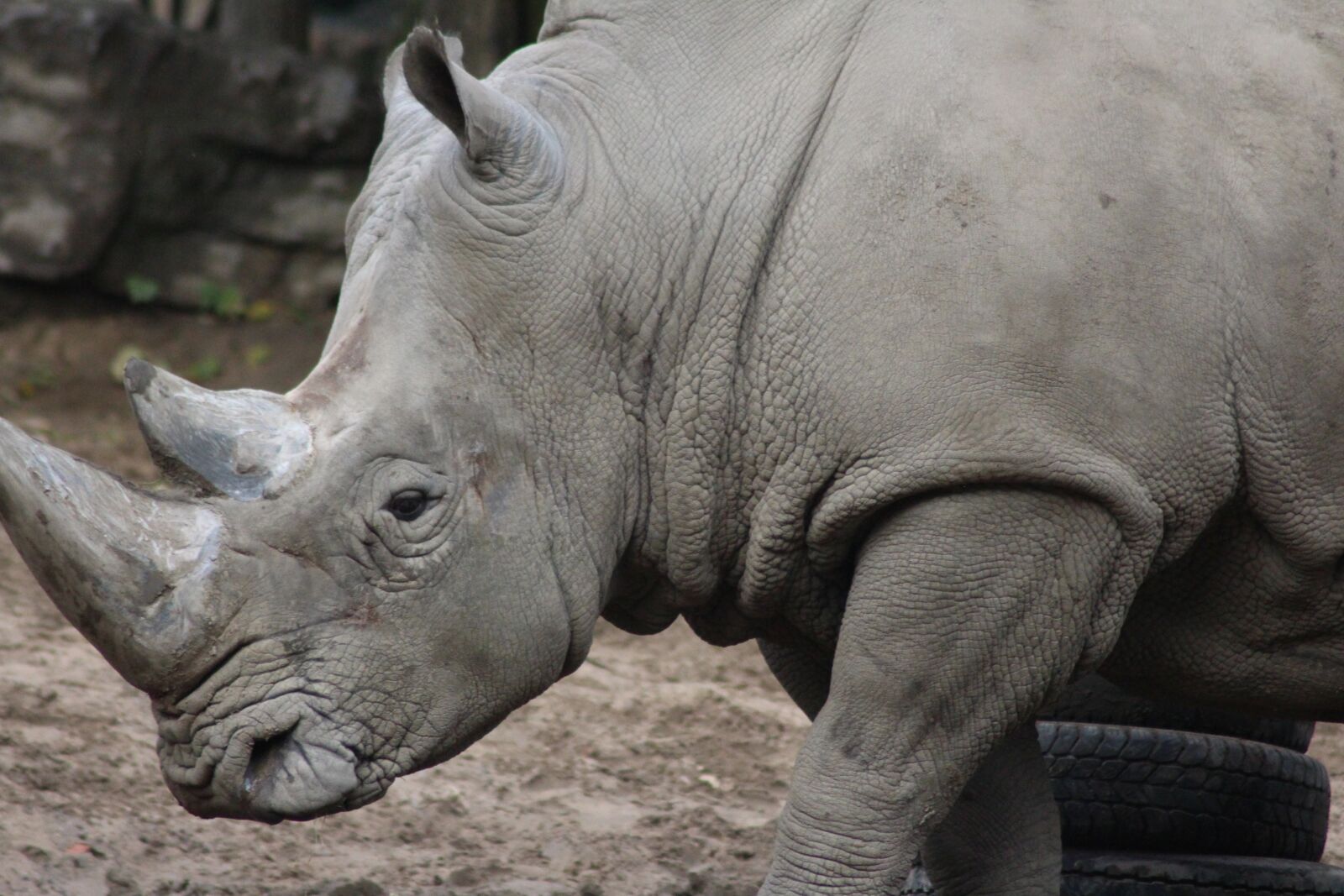 Canon EOS 700D (EOS Rebel T5i / EOS Kiss X7i) sample photo. Zoo, rhino, animal photography