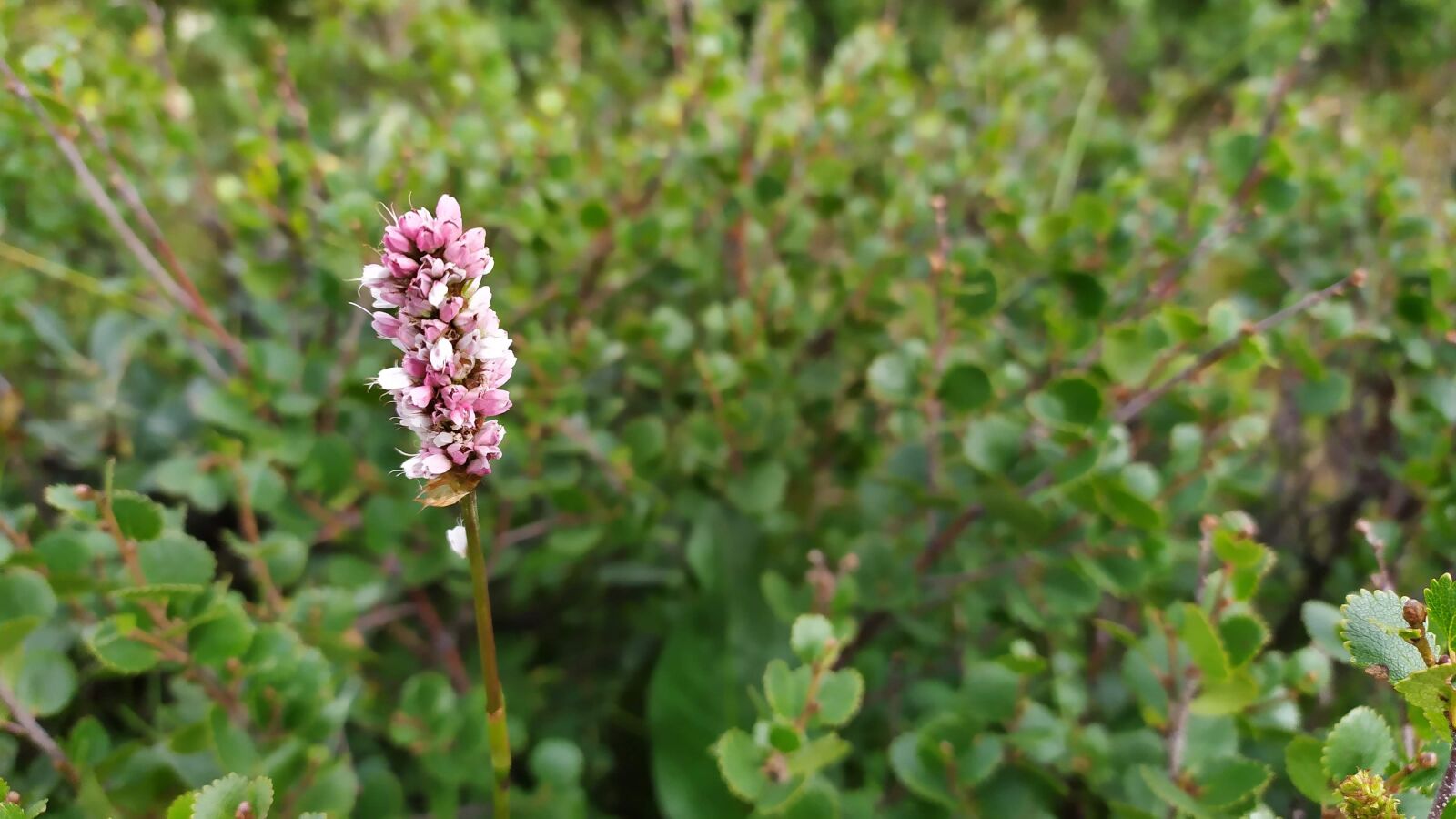 Xiaomi Redmi Note 7 sample photo. Plant, blossom, bloom photography