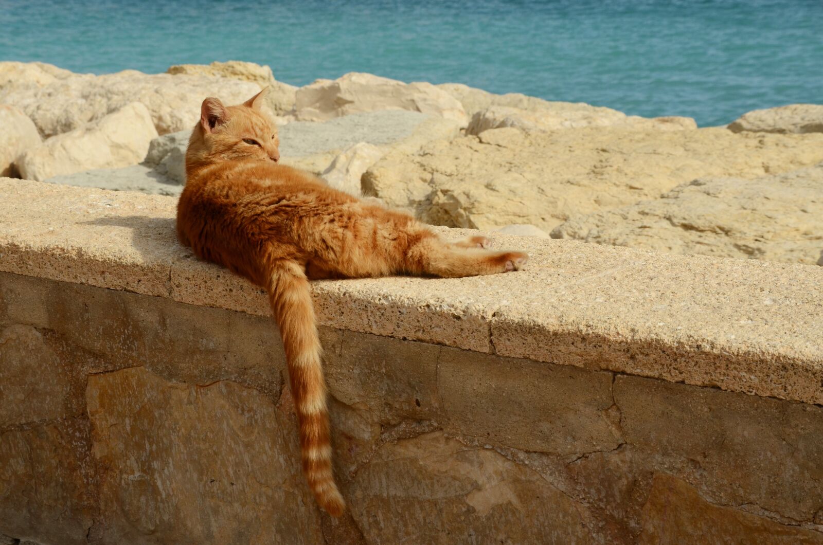 Nikon D7000 sample photo. Cat, pet, red photography