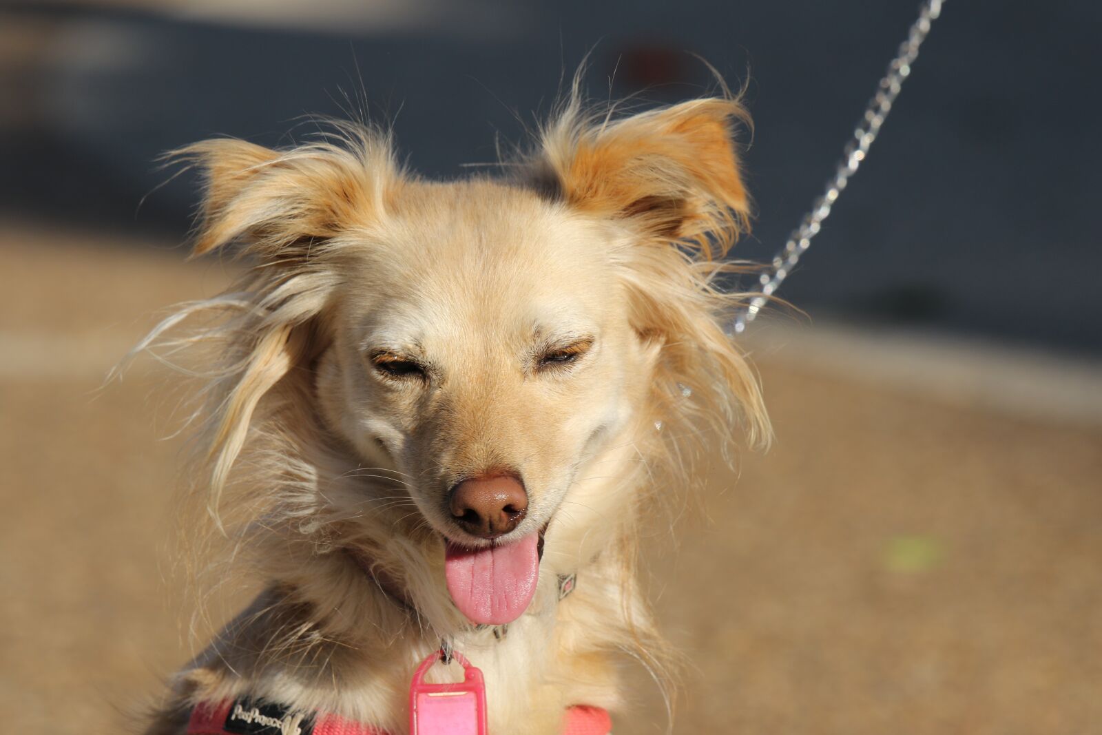 Canon EOS 7D Mark II sample photo. Animal, dog, brown photography