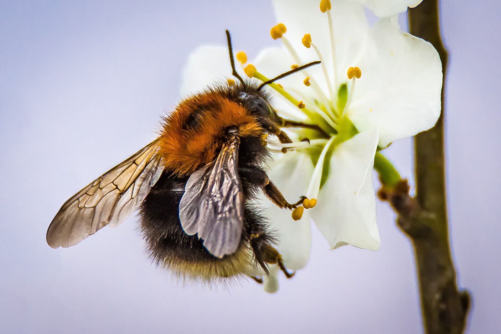 Nikon D7200 sample photo. Blossom, bloom, hummel photography