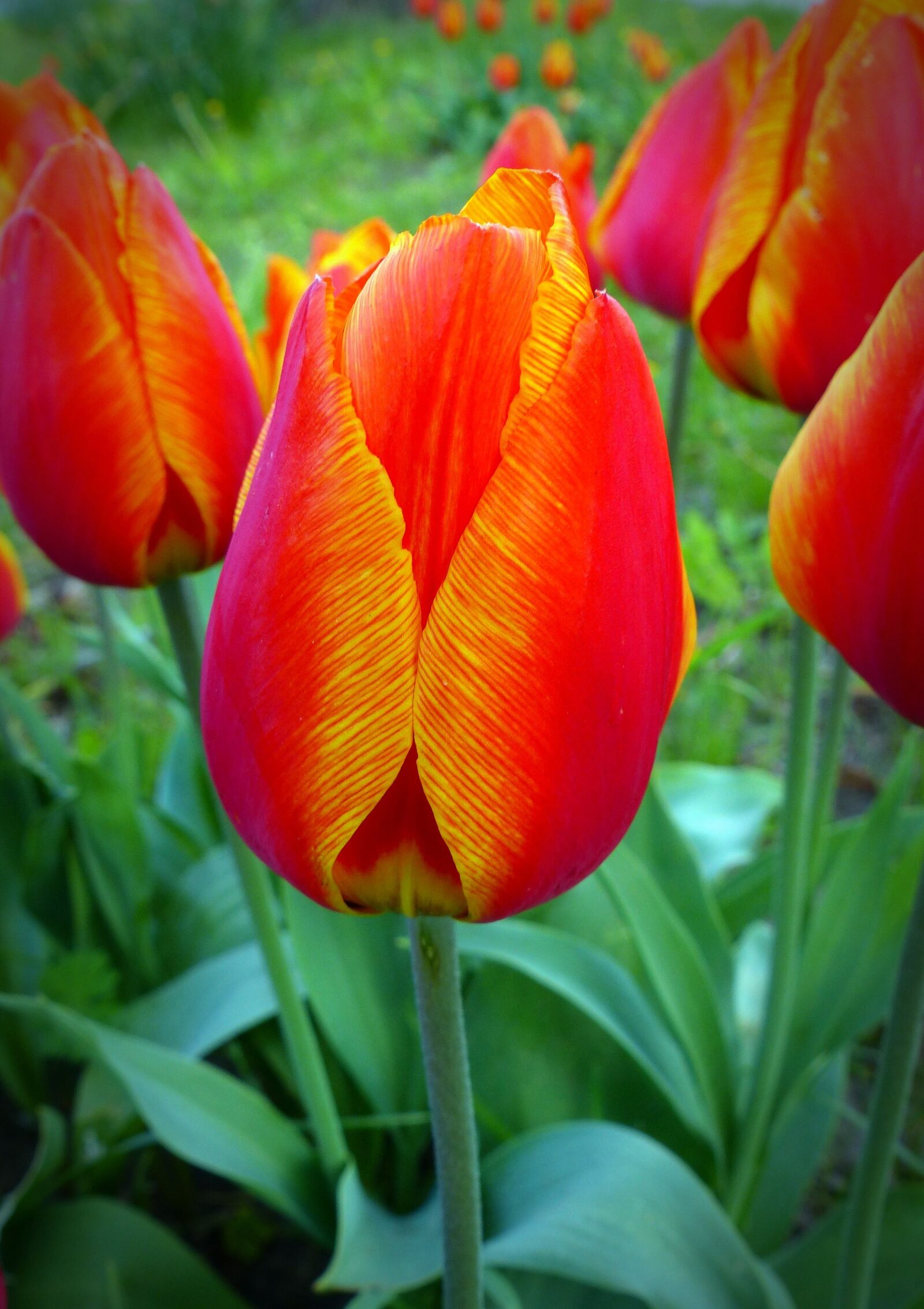 Panasonic Lumix DMC-FZ200 sample photo. Tulip, flower, blossom photography