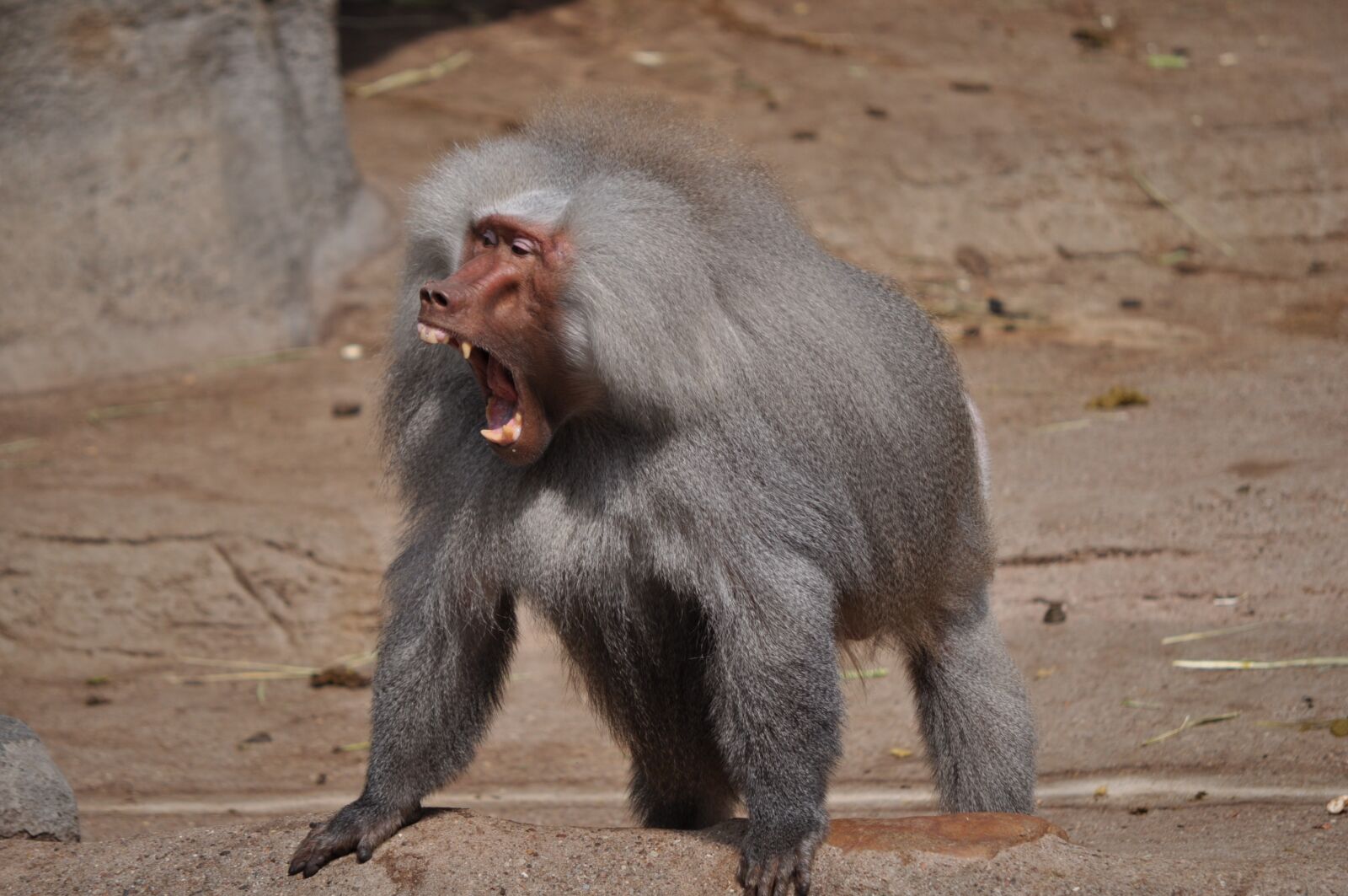 Nikon D5000 sample photo. Baboon, tooth, roar photography