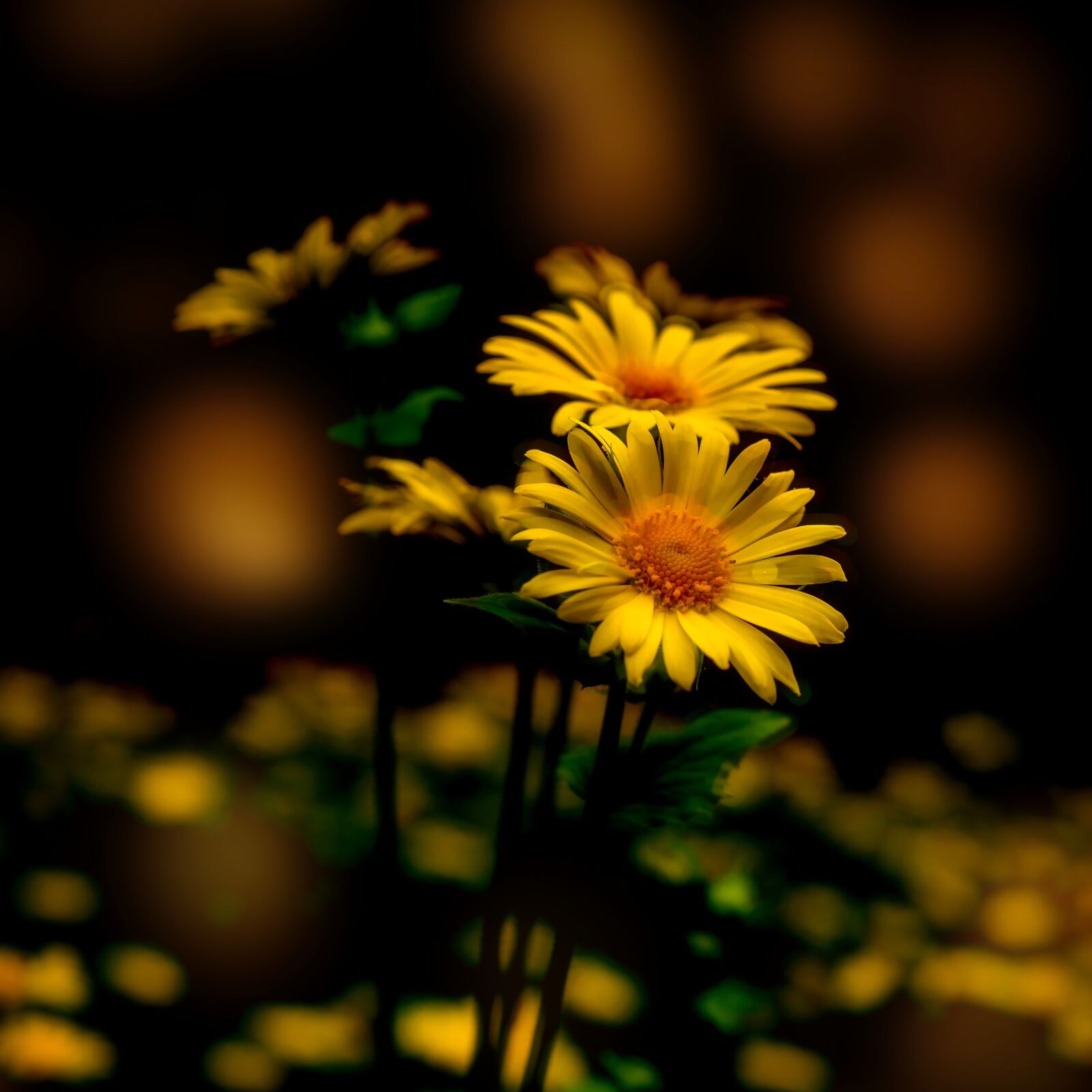 30mm F1.4 DC DN | Contemporary 016 sample photo. Flower, yellow, margarite photography