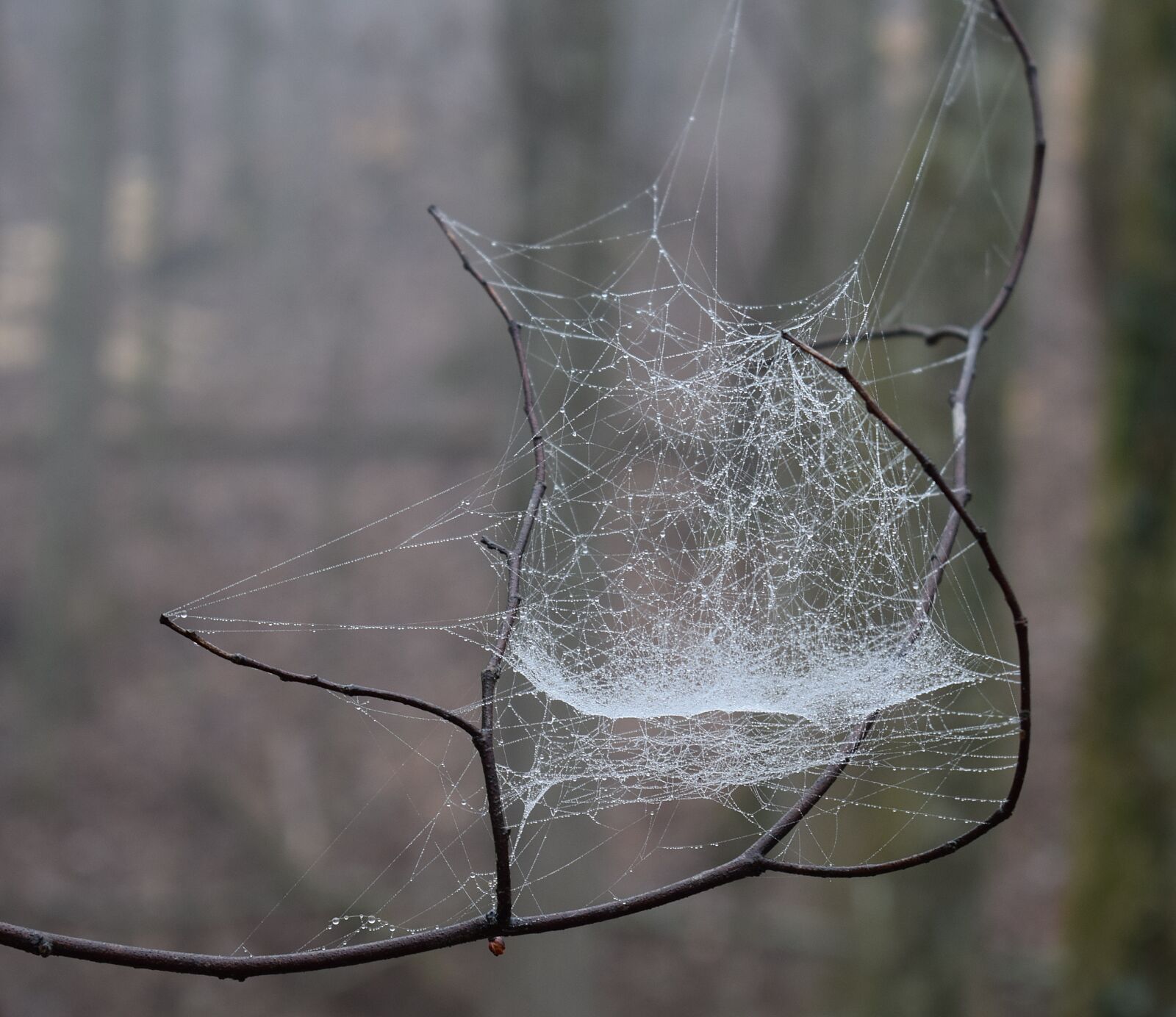 Nikon D3300 sample photo. Spiderweb with raindrops, rain photography
