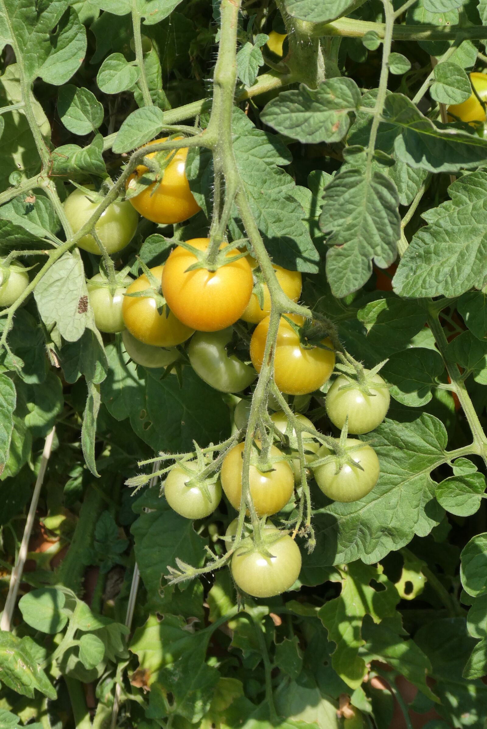 Panasonic Lumix DC-ZS70 (Lumix DC-TZ90) sample photo. Tomatoes, green, immature photography