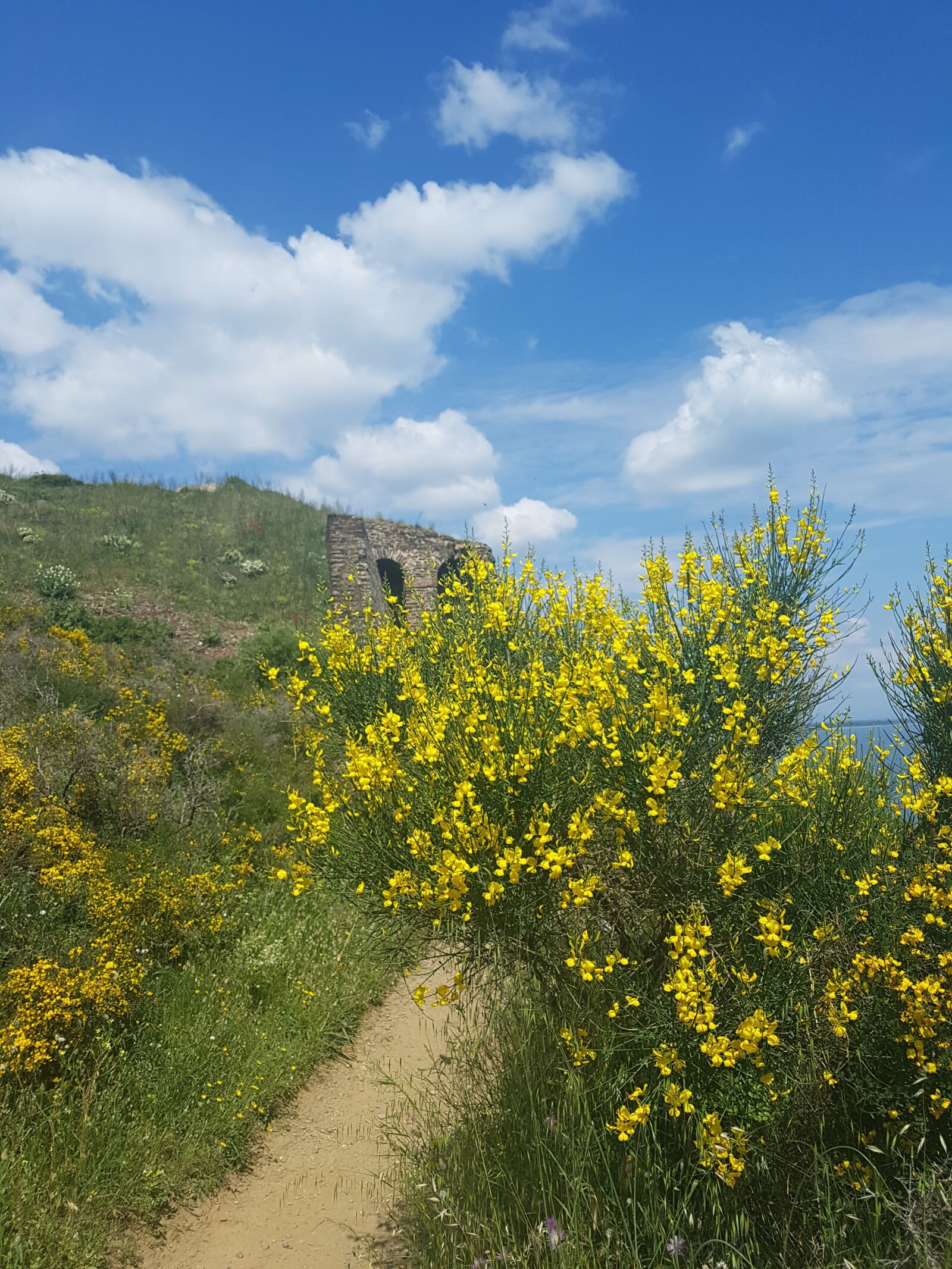Samsung Galaxy S7 sample photo. Forsythia, trail, coastline photography