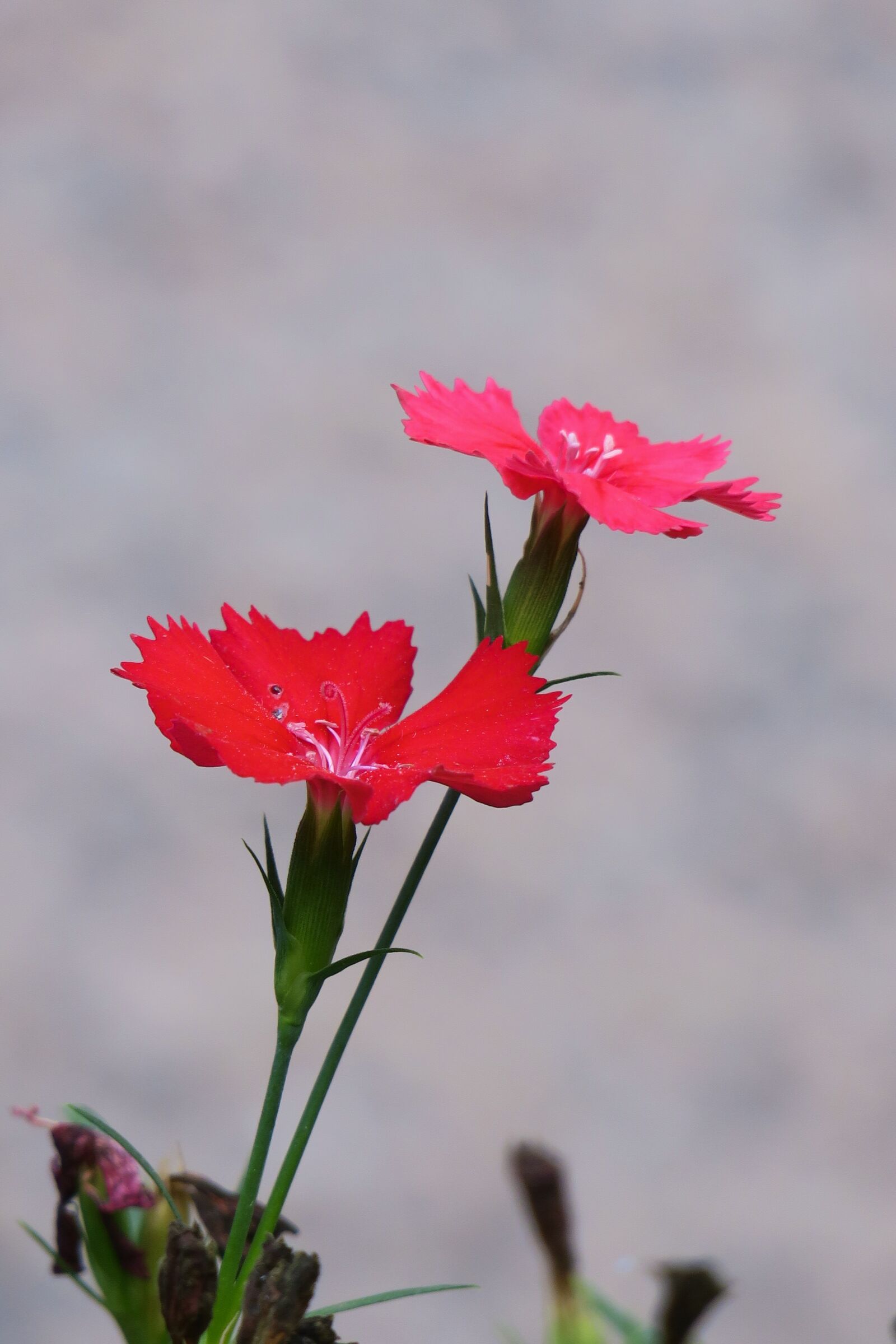 Canon PowerShot G3 X sample photo. Dianthus flowers, nature, plant photography