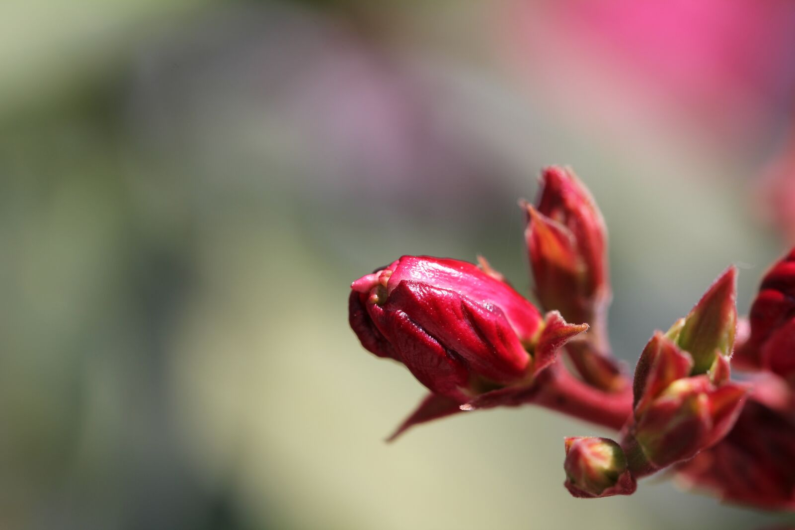 Canon EF 100mm F2.8L Macro IS USM sample photo. Oleander, blossom, bloom photography