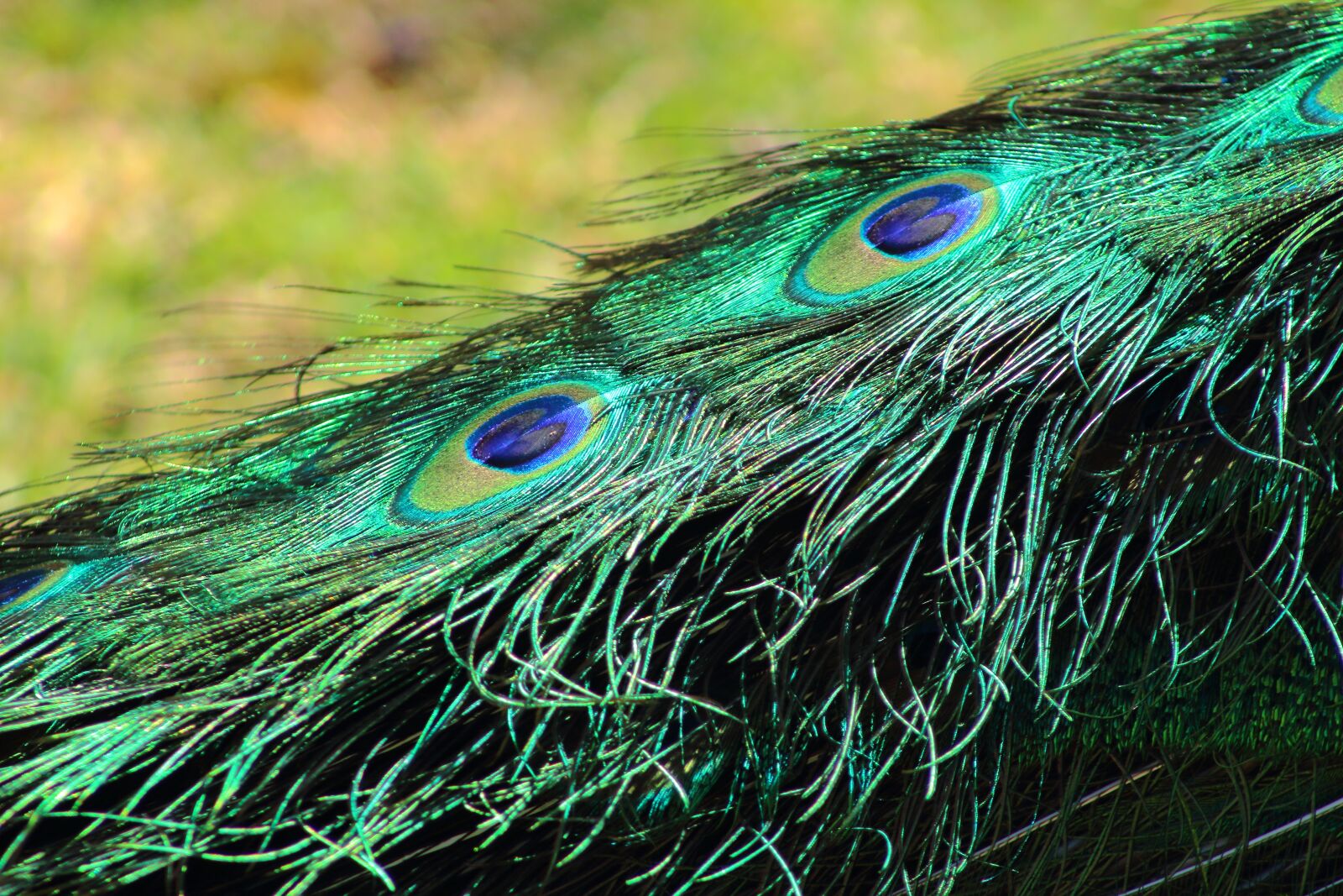 Canon EOS 1300D (EOS Rebel T6 / EOS Kiss X80) sample photo. Peacock, feathers, bird photography