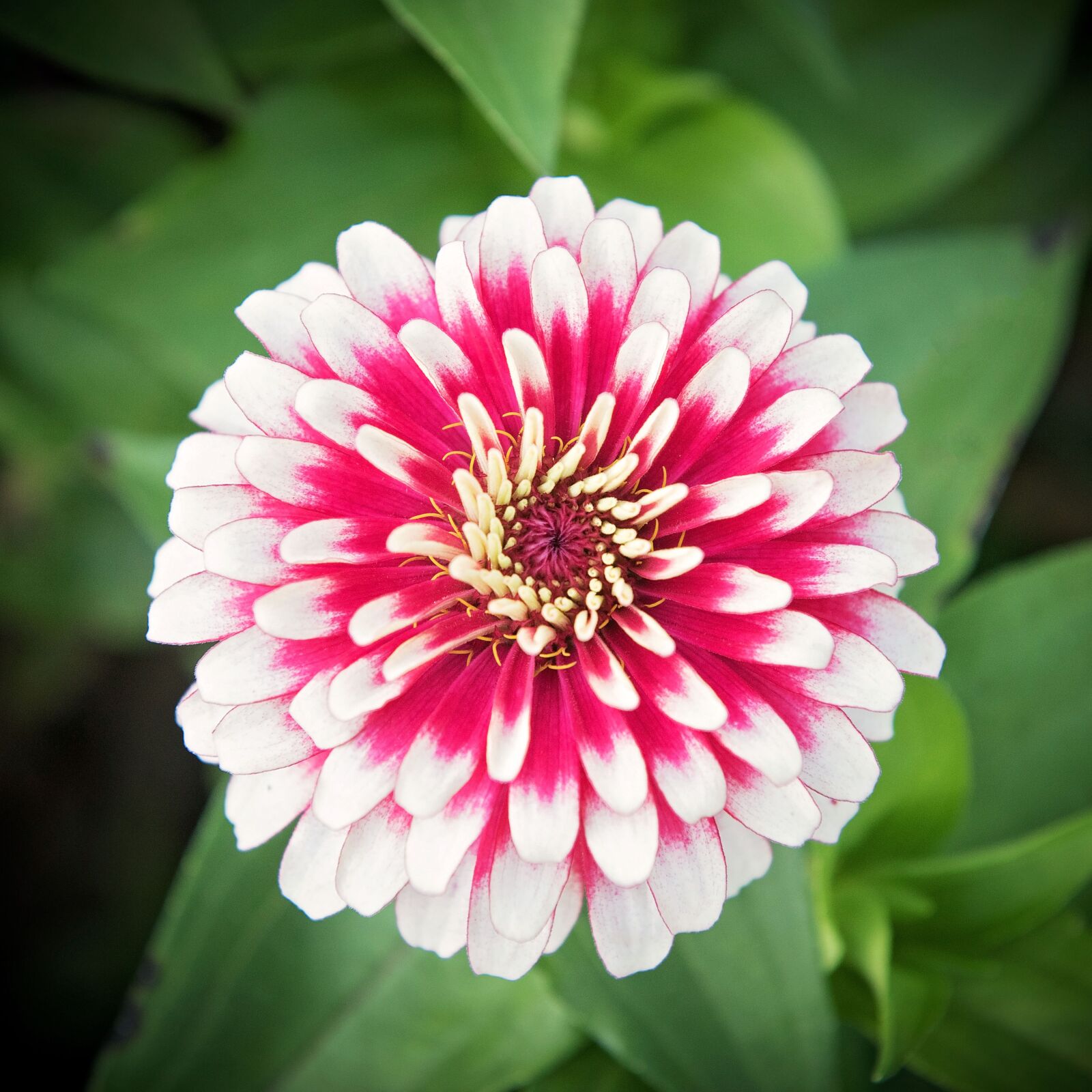 Nikon D810 sample photo. Pink, flower, nature photography