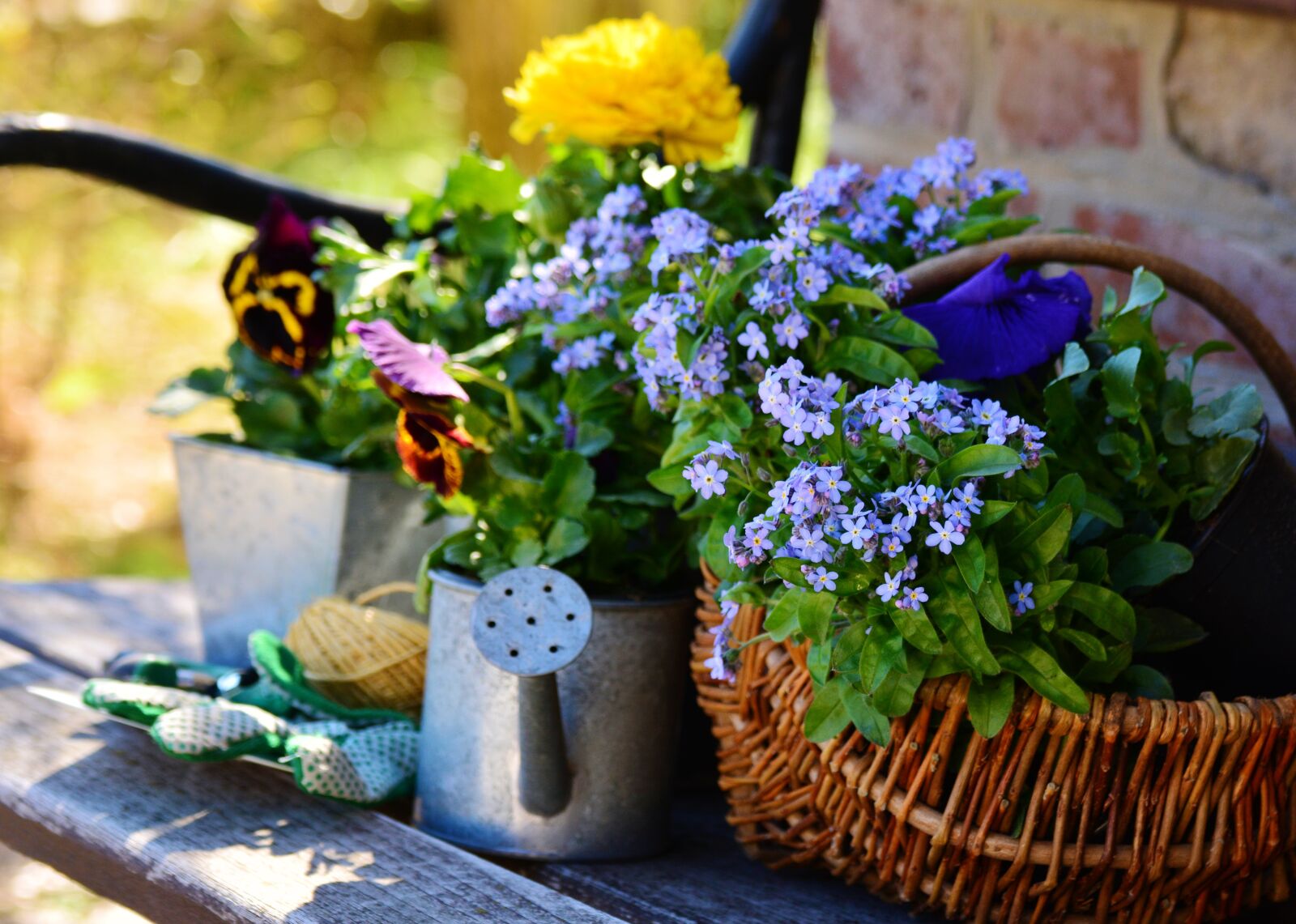Nikon D5200 sample photo. Garden, flowers, plant flowers photography