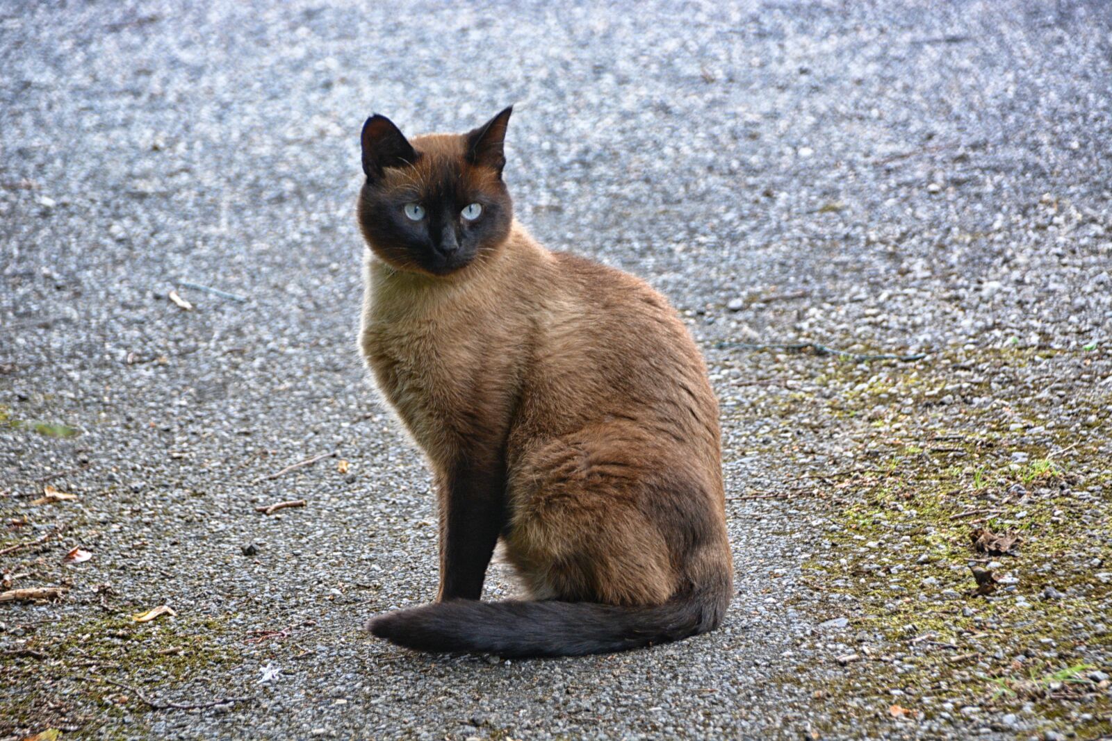 Nikon D5200 sample photo. Cat, siamese cat, domestic photography