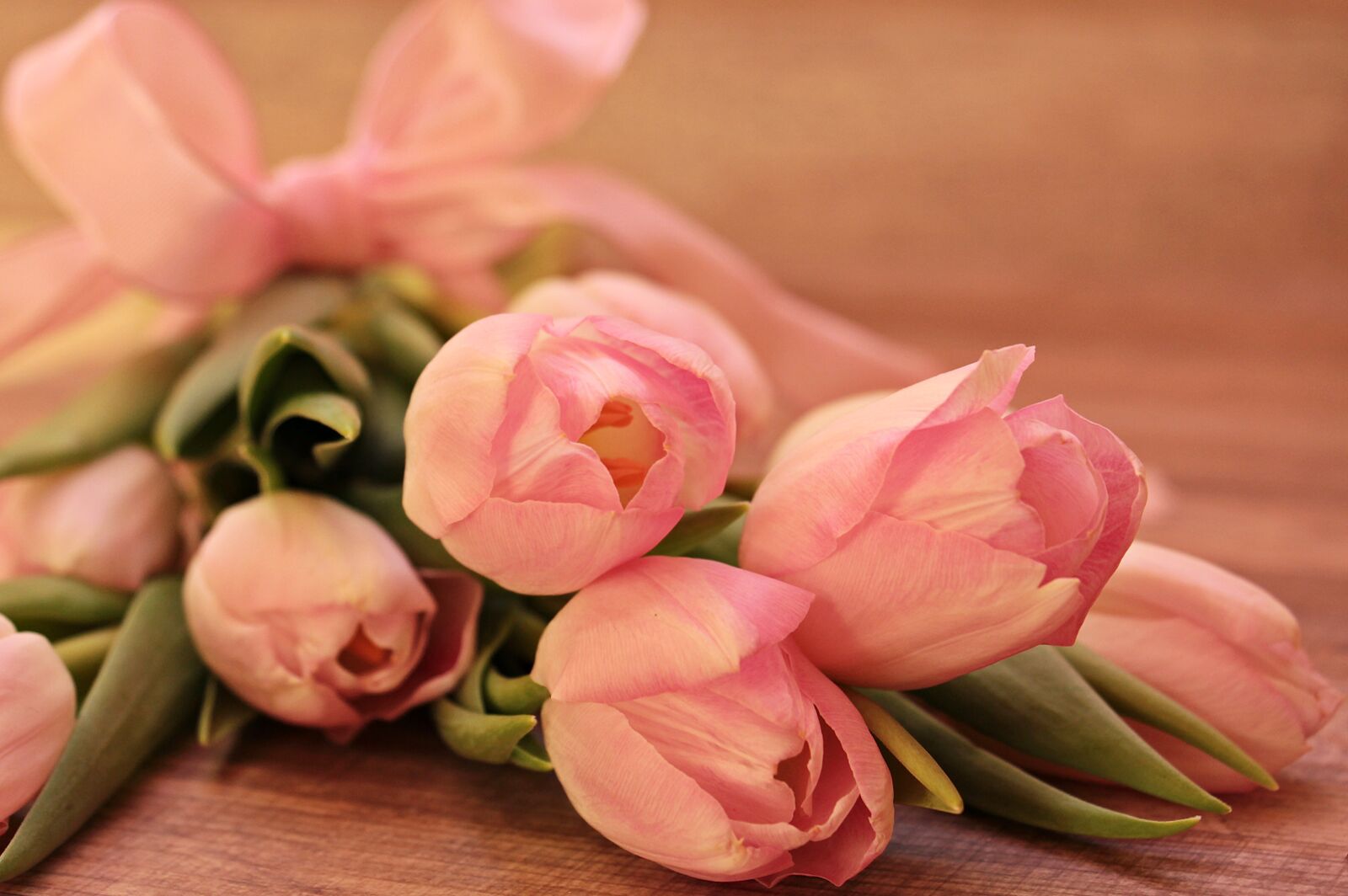 Canon EOS 550D (EOS Rebel T2i / EOS Kiss X4) sample photo. Tulips, tulipa, flowers photography