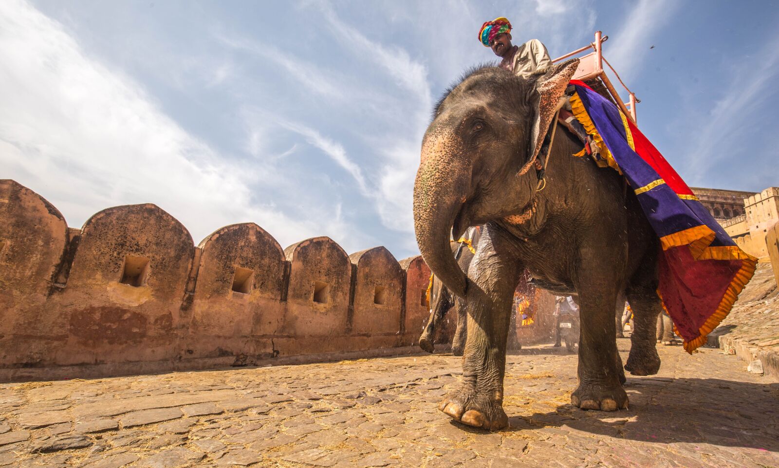 Canon EF 16-35mm F4L IS USM sample photo. Animal, elephant, fort photography
