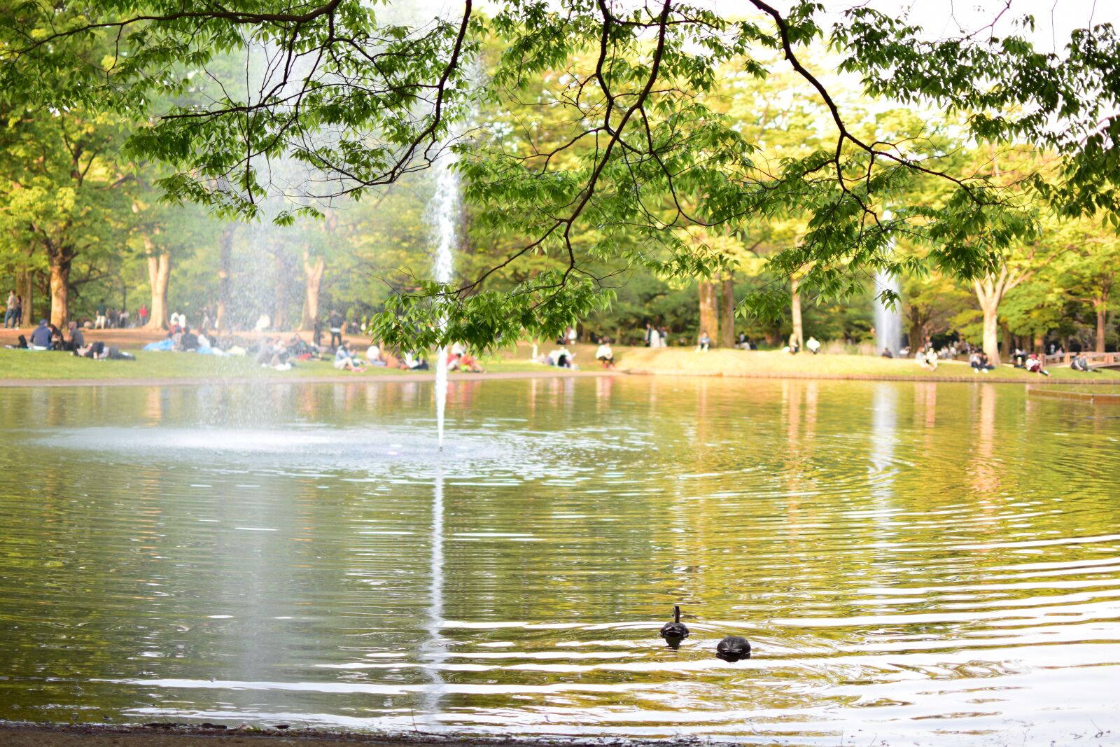 Nikon D3300 sample photo. Park, day, walk photography