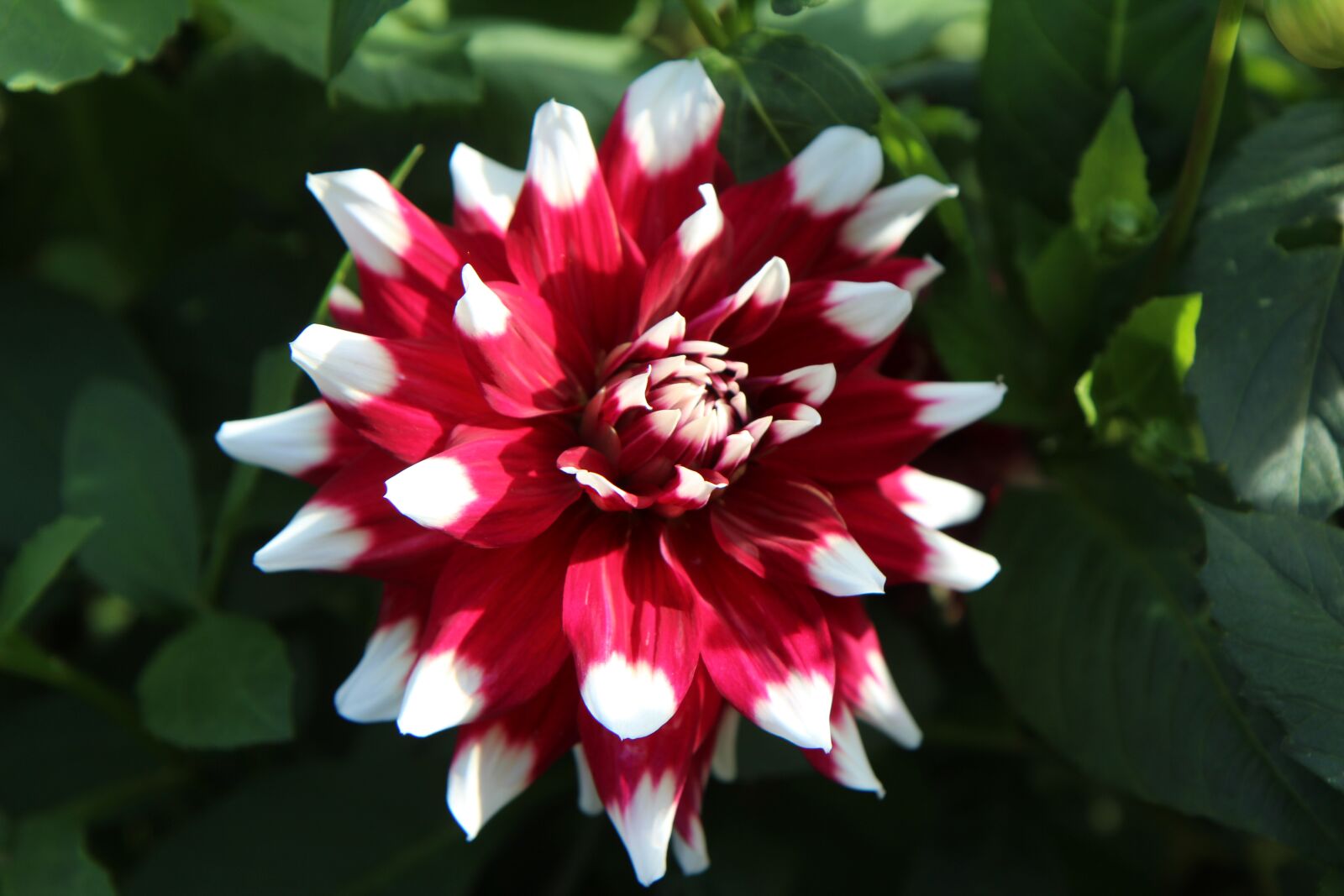Canon EOS 600D (Rebel EOS T3i / EOS Kiss X5) sample photo. Dahlia, flower, flowering photography