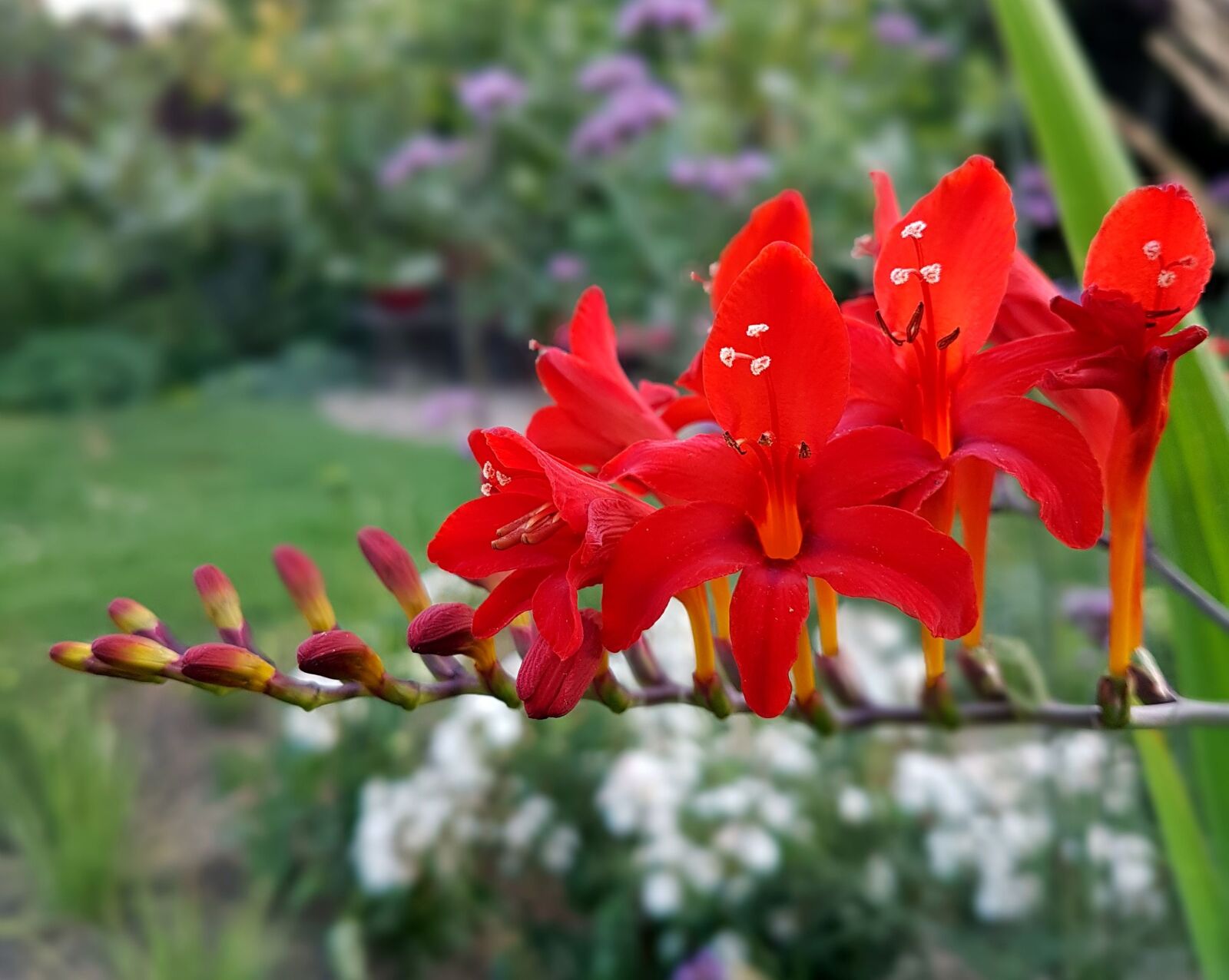 Samsung Galaxy S7 sample photo. Nature, garden, blossom photography