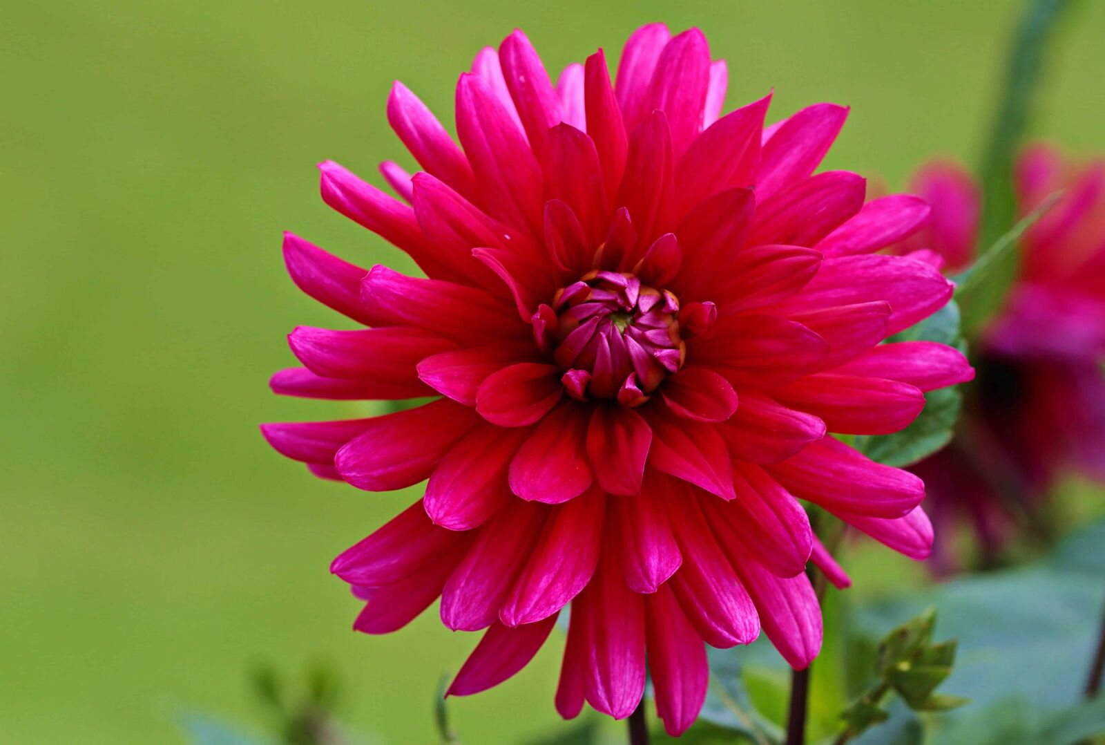 Canon EOS 80D sample photo. Petal, nature, garden, flower photography
