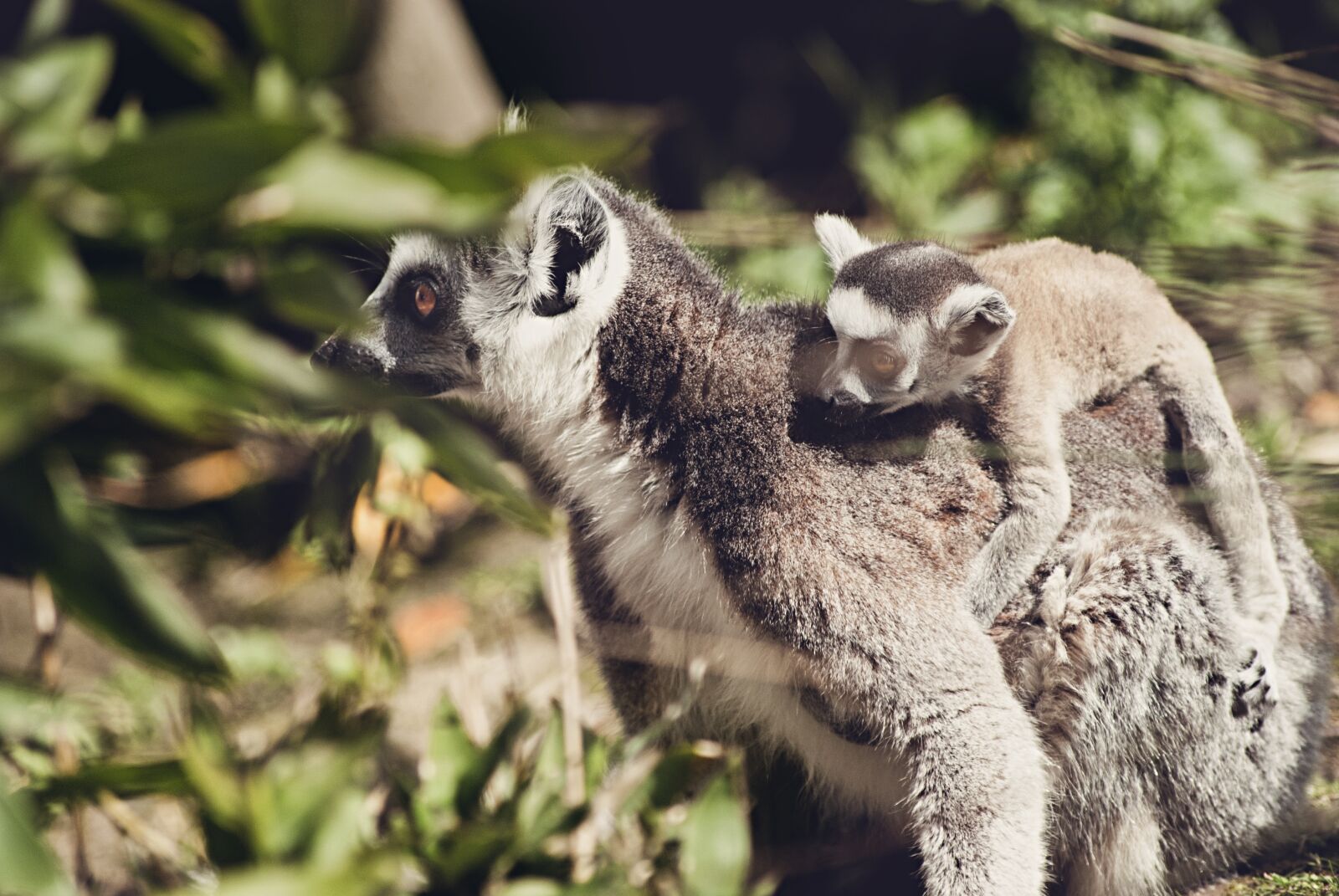 Nikon D3000 sample photo. Lemurs, animal, monkey photography