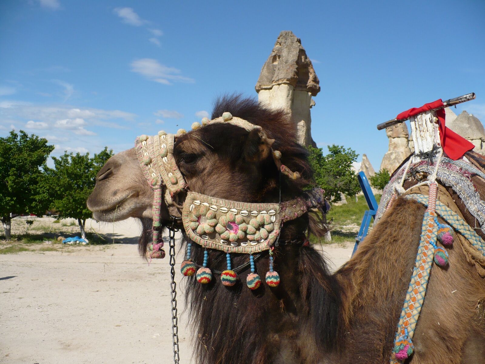 Panasonic DMC-LZ7 sample photo. Camel, turkey, cappadocia photography