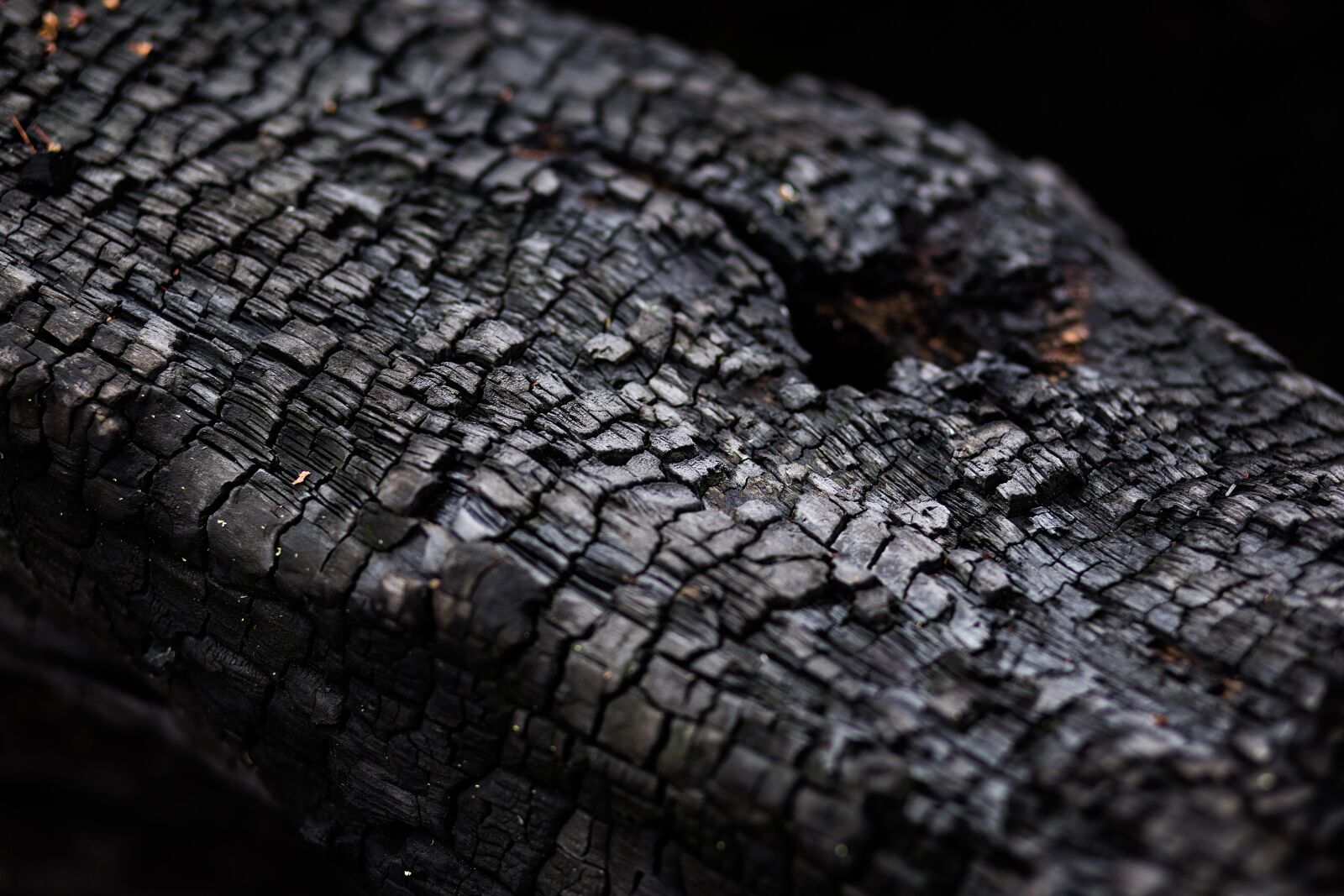 Canon EF 85mm F1.8 USM sample photo. Nature, ash, ashes photography