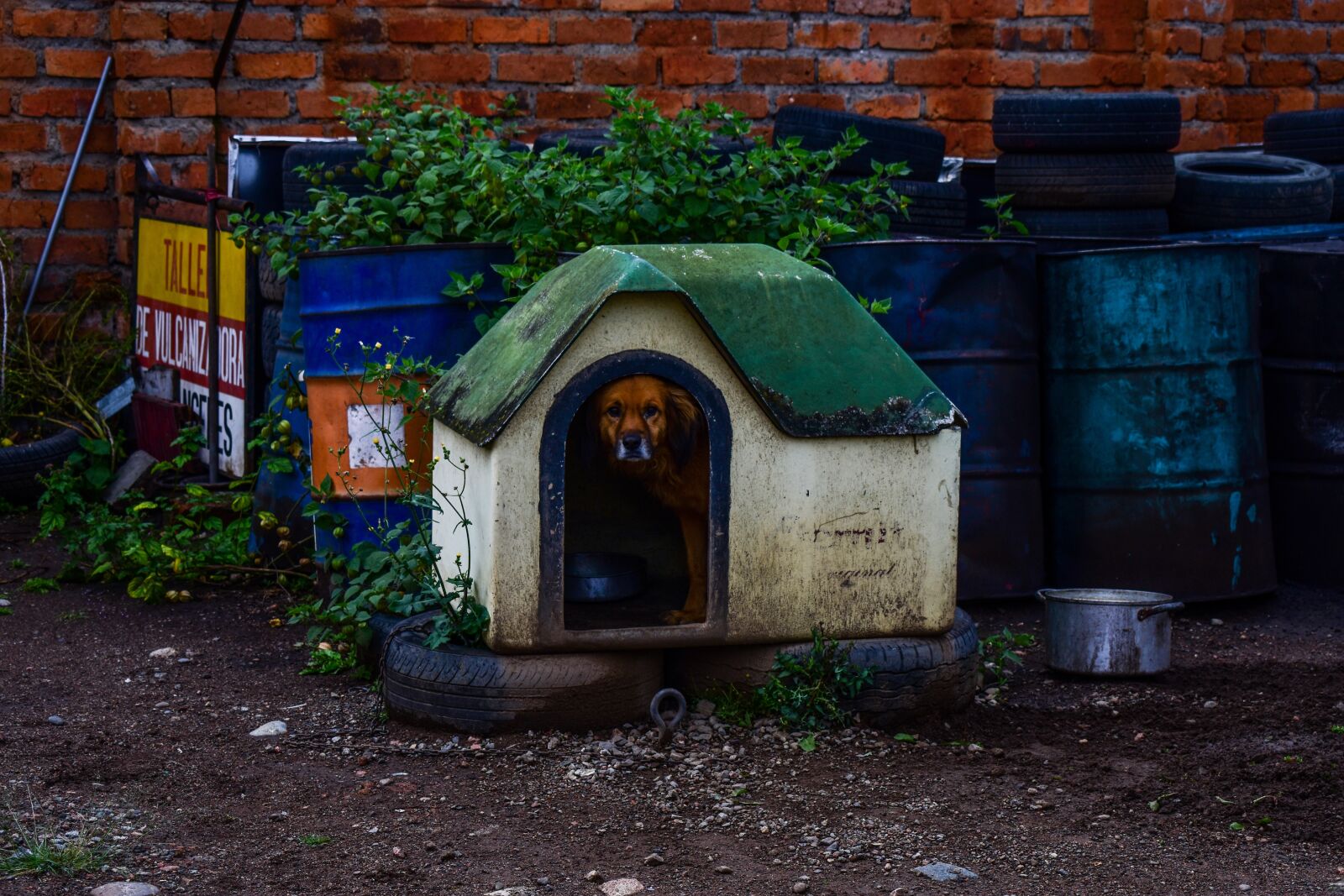 Nikon D3400 sample photo. Dog house, architecture, outdoors photography