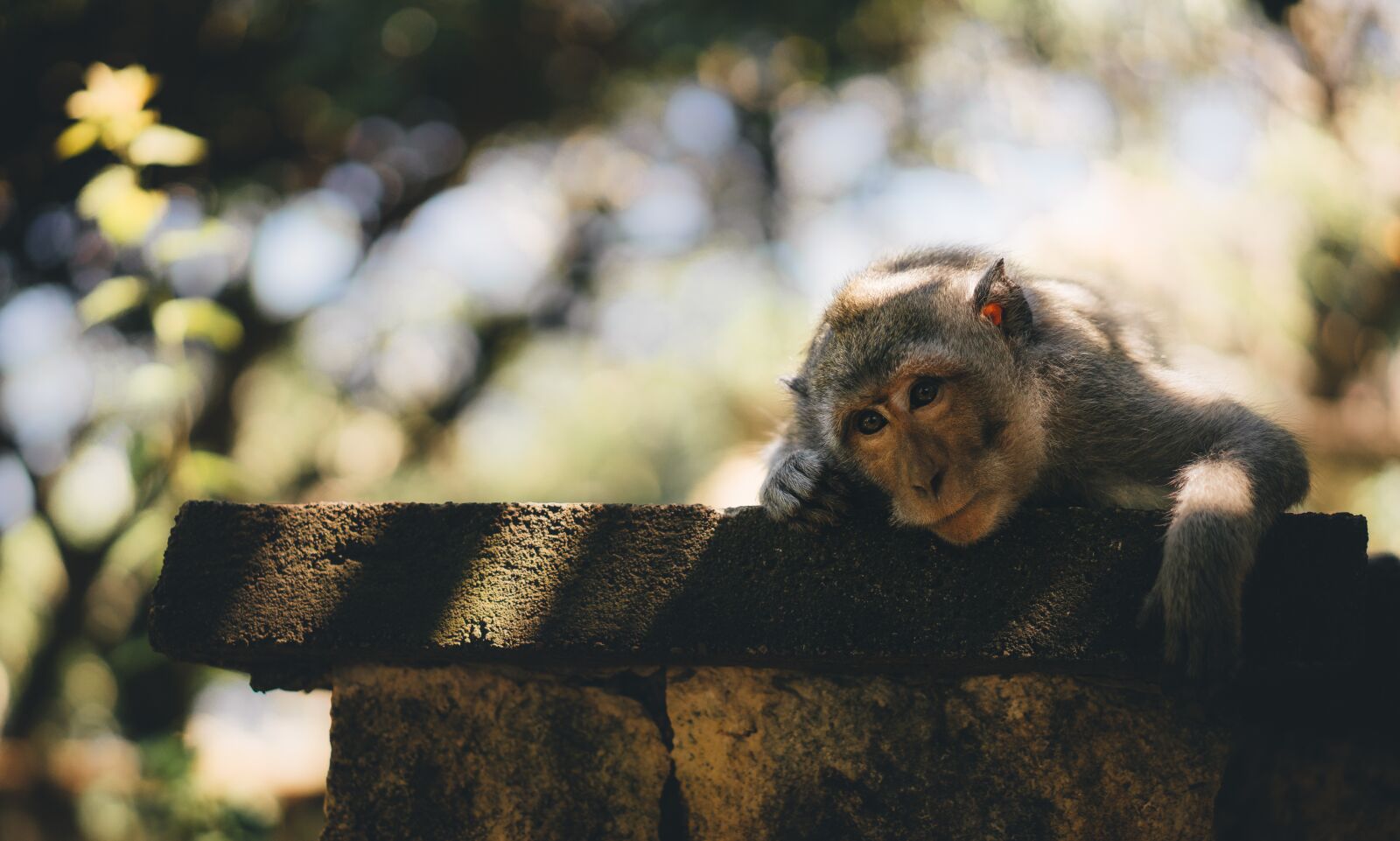 Sony a7R II sample photo. Animal, cute, monkey photography