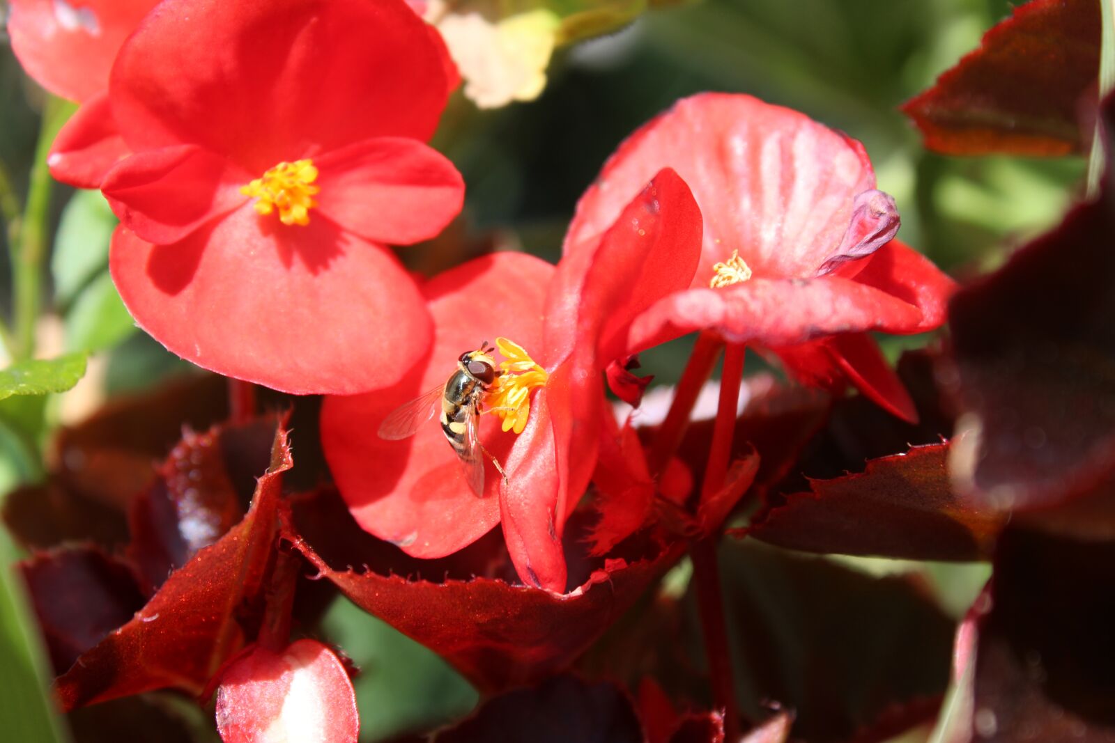 Canon EOS 1300D (EOS Rebel T6 / EOS Kiss X80) sample photo. Flower, bee, petals photography