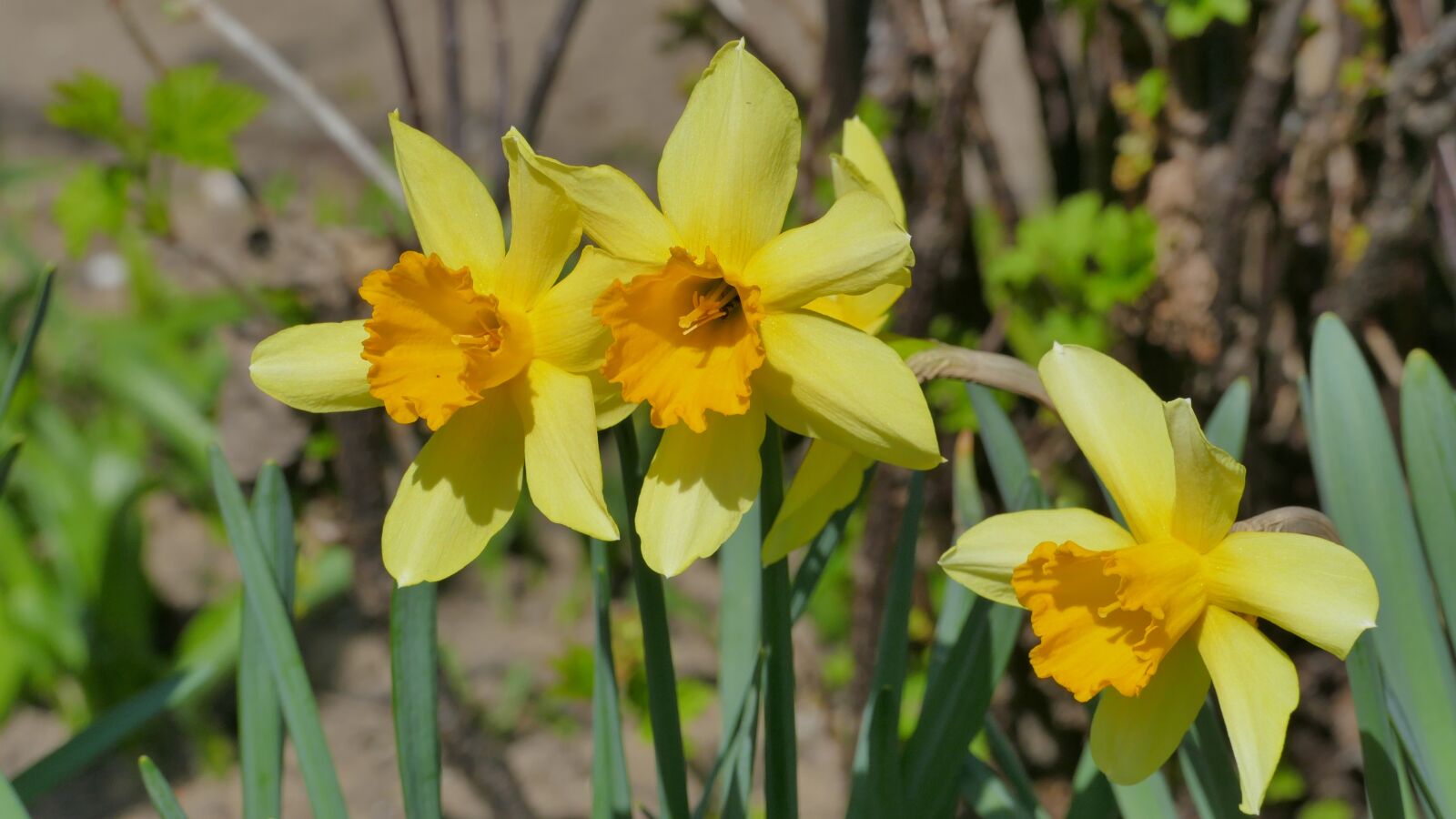 Panasonic Lumix DMC-FZ1000 sample photo. Daffodils, flowers, spring photography