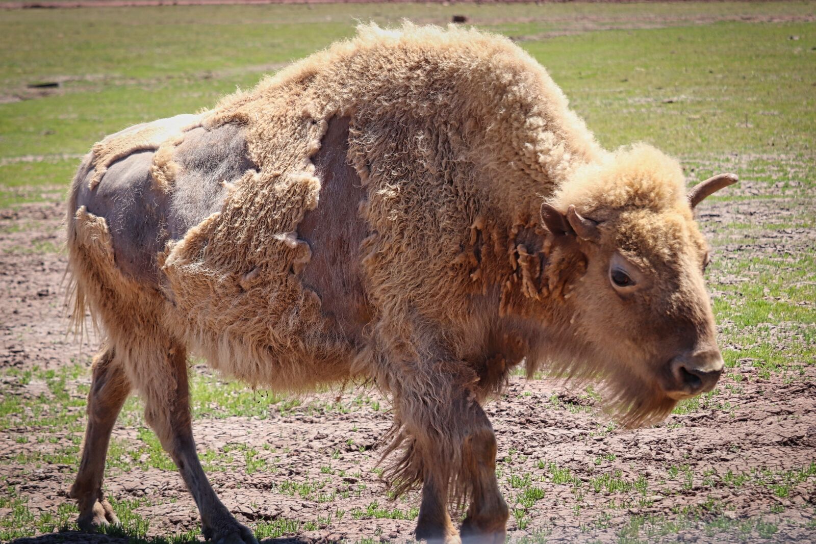 Canon EOS 200D (EOS Rebel SL2 / EOS Kiss X9) sample photo. Bison, grass, buffalo photography