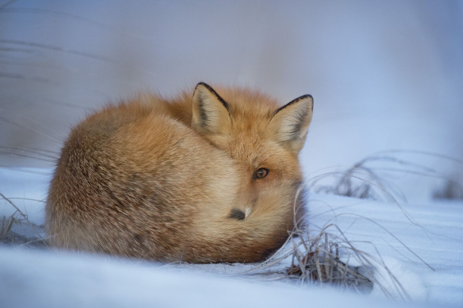 Nikon D4S sample photo. Animal, fox, canine photography