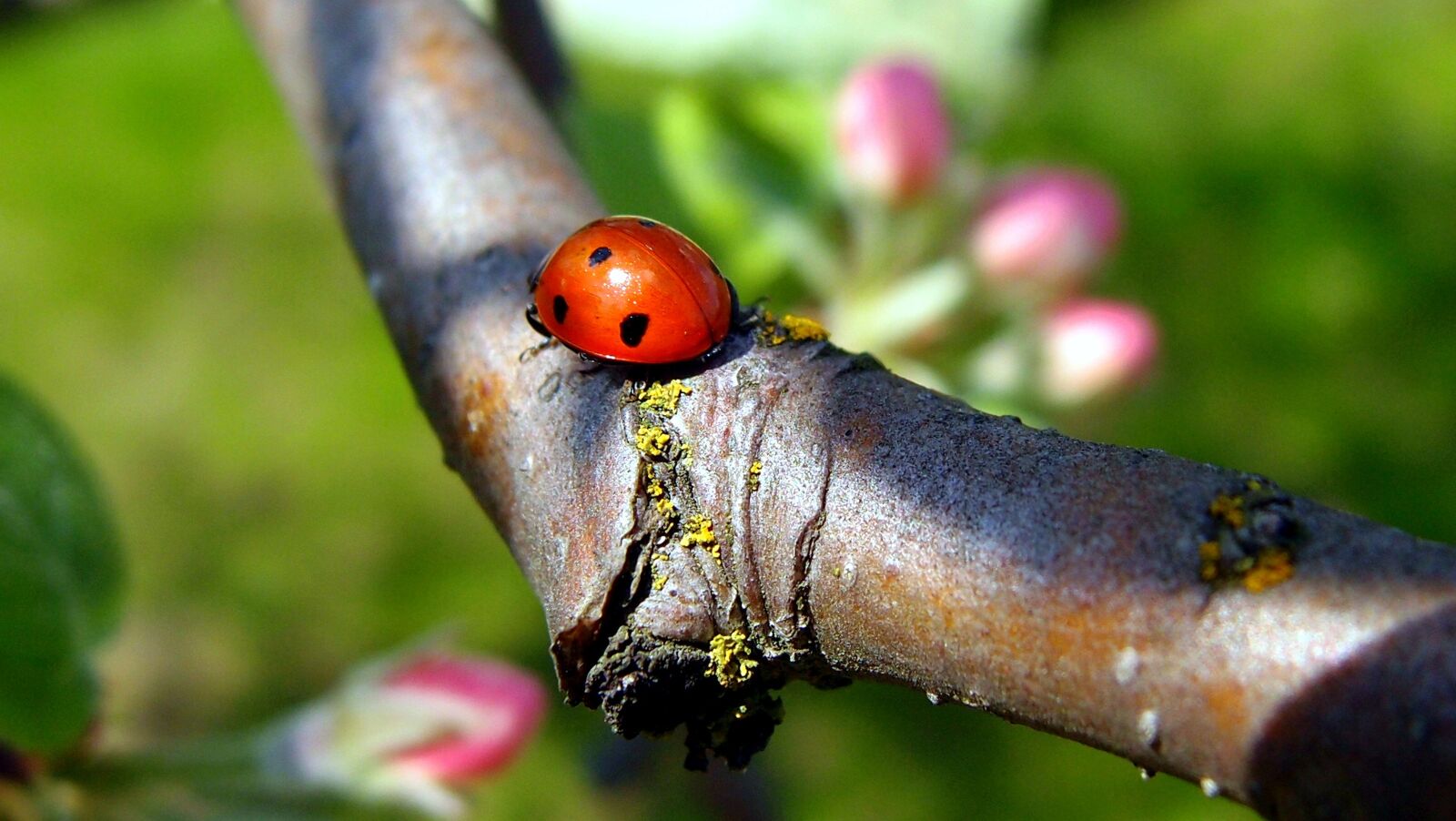 Olympus XZ-1 sample photo. Ladybug, nature, insect photography