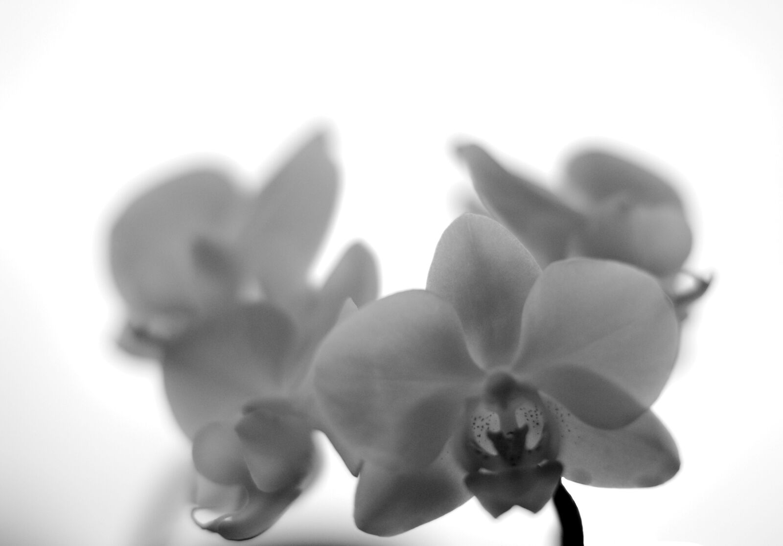 Sony SLT-A65 (SLT-A65V) sample photo. B, w, fleur, flower photography