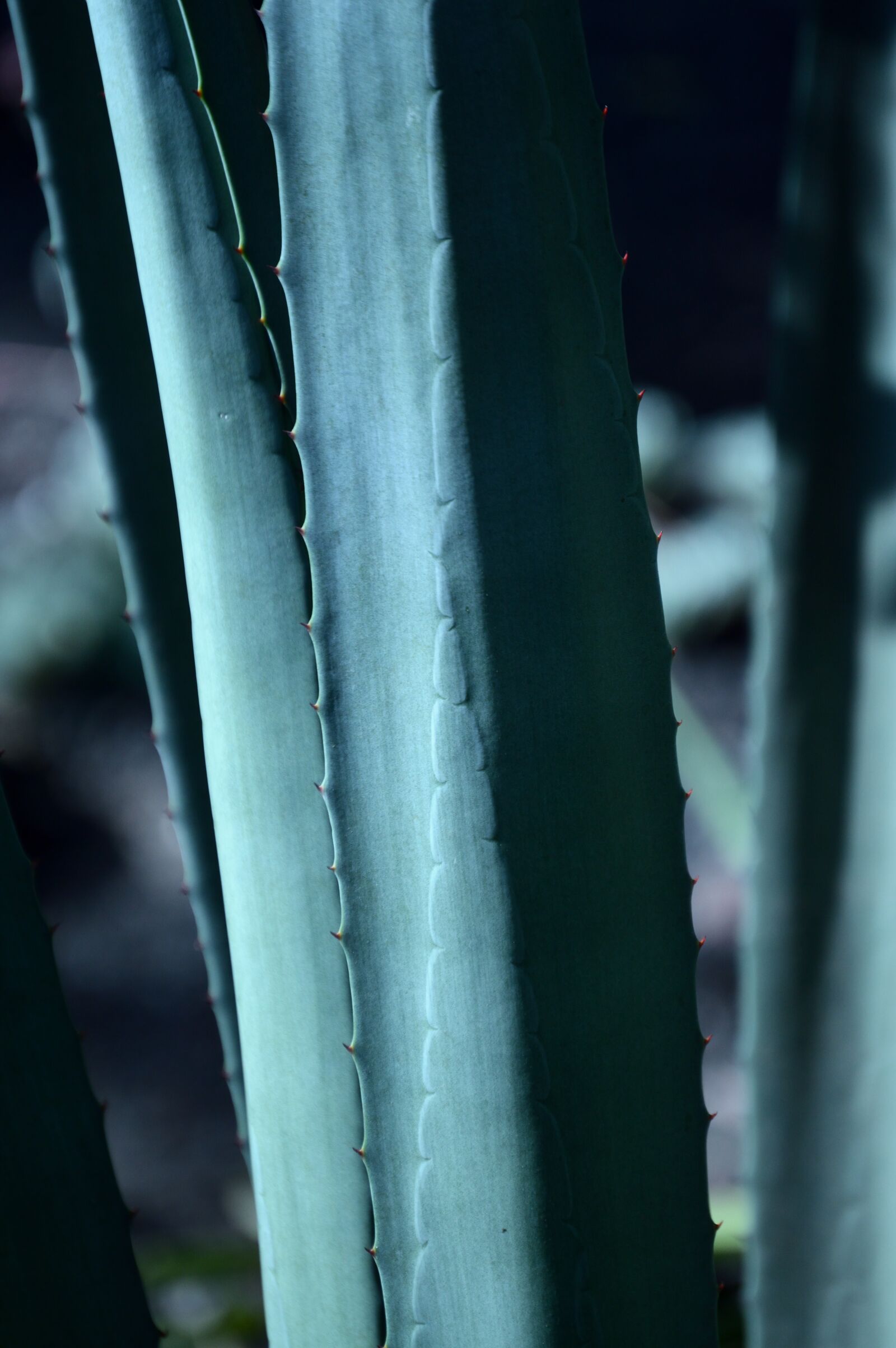 Nikon D3200 sample photo. Park, outdoors, agave photography