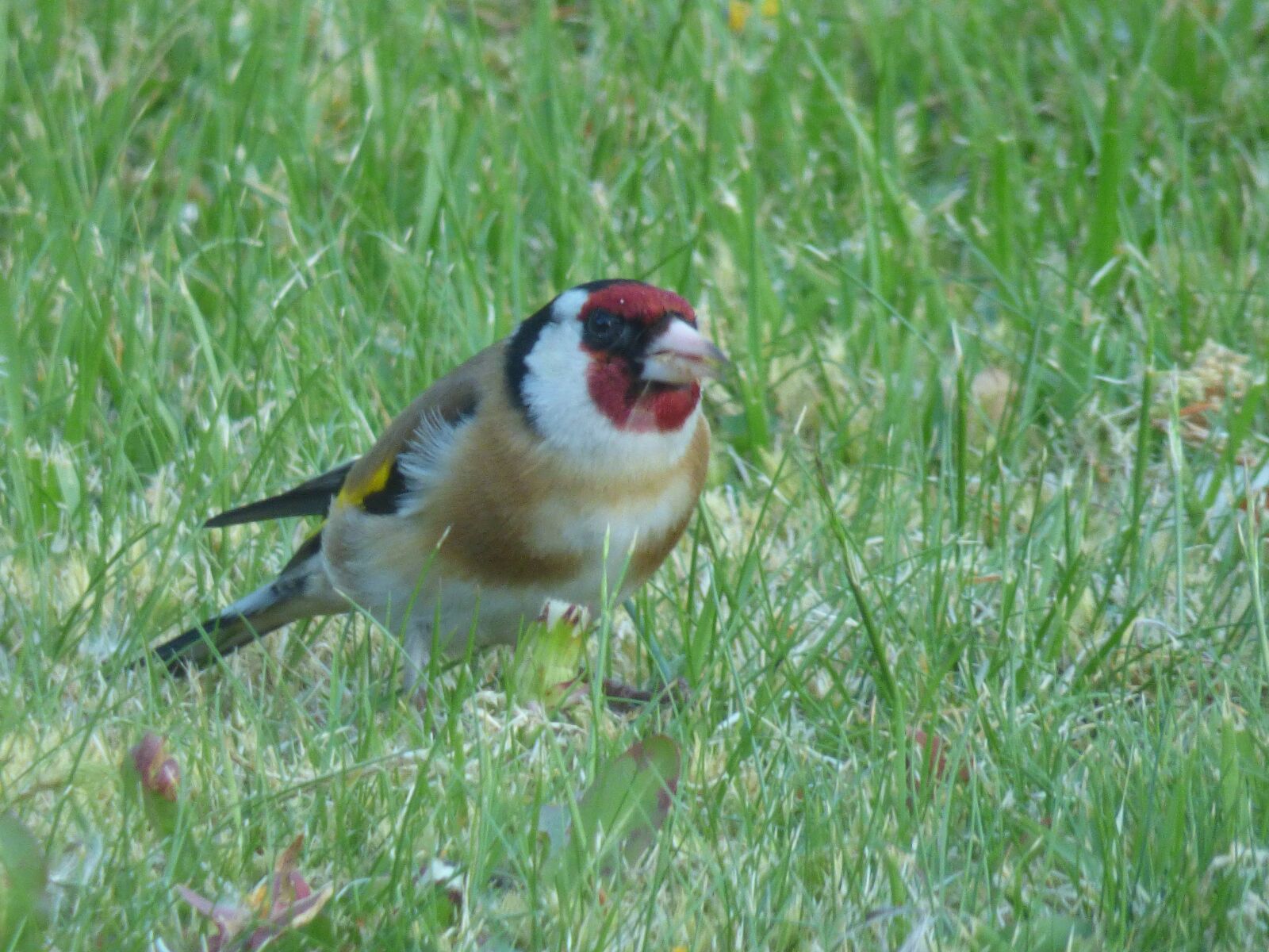 Panasonic DMC-FZ72 sample photo. Goldfinch, wild bird, garden photography