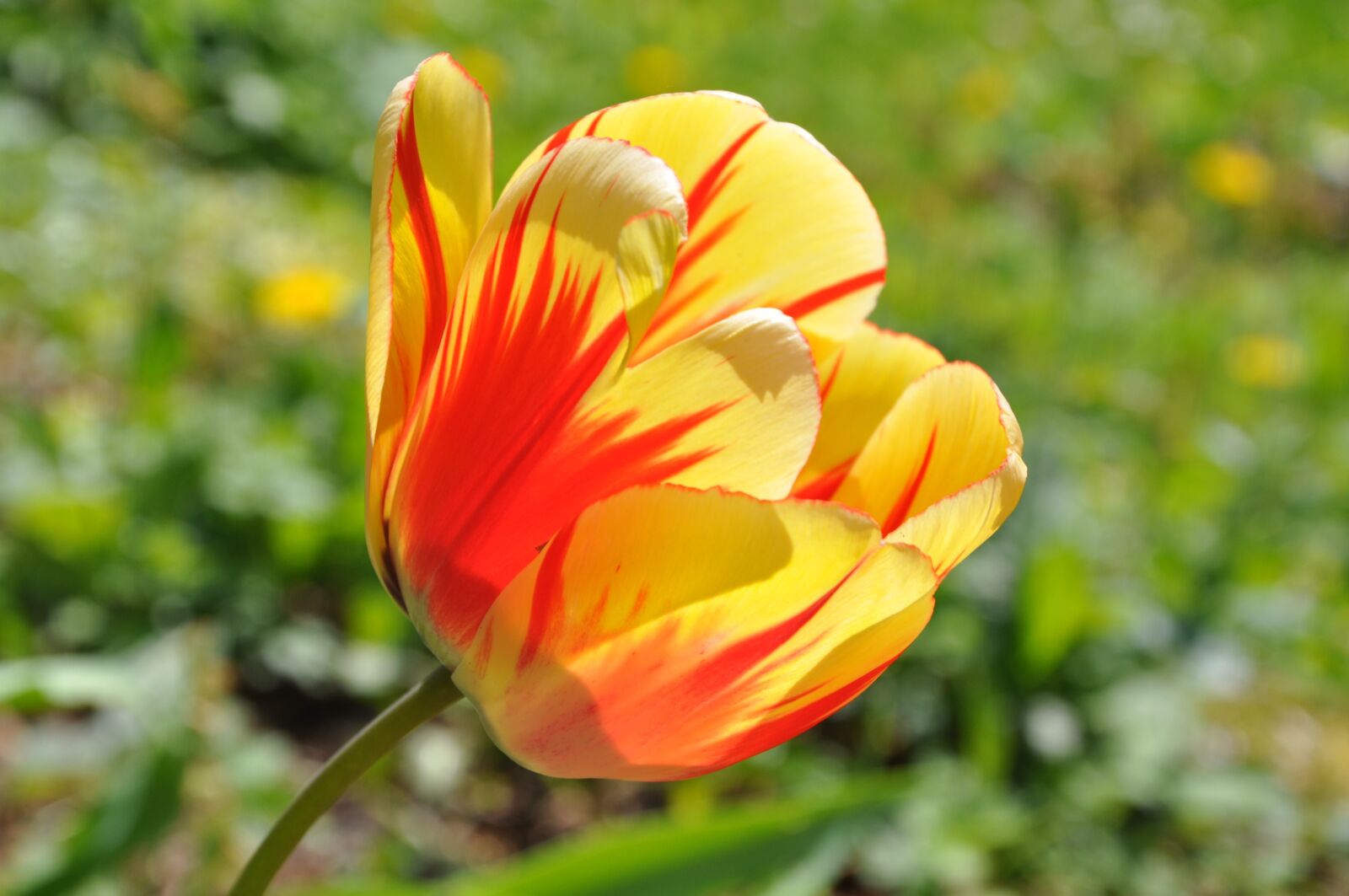 Nikon D5000 sample photo. Blossom, bloom, flower photography
