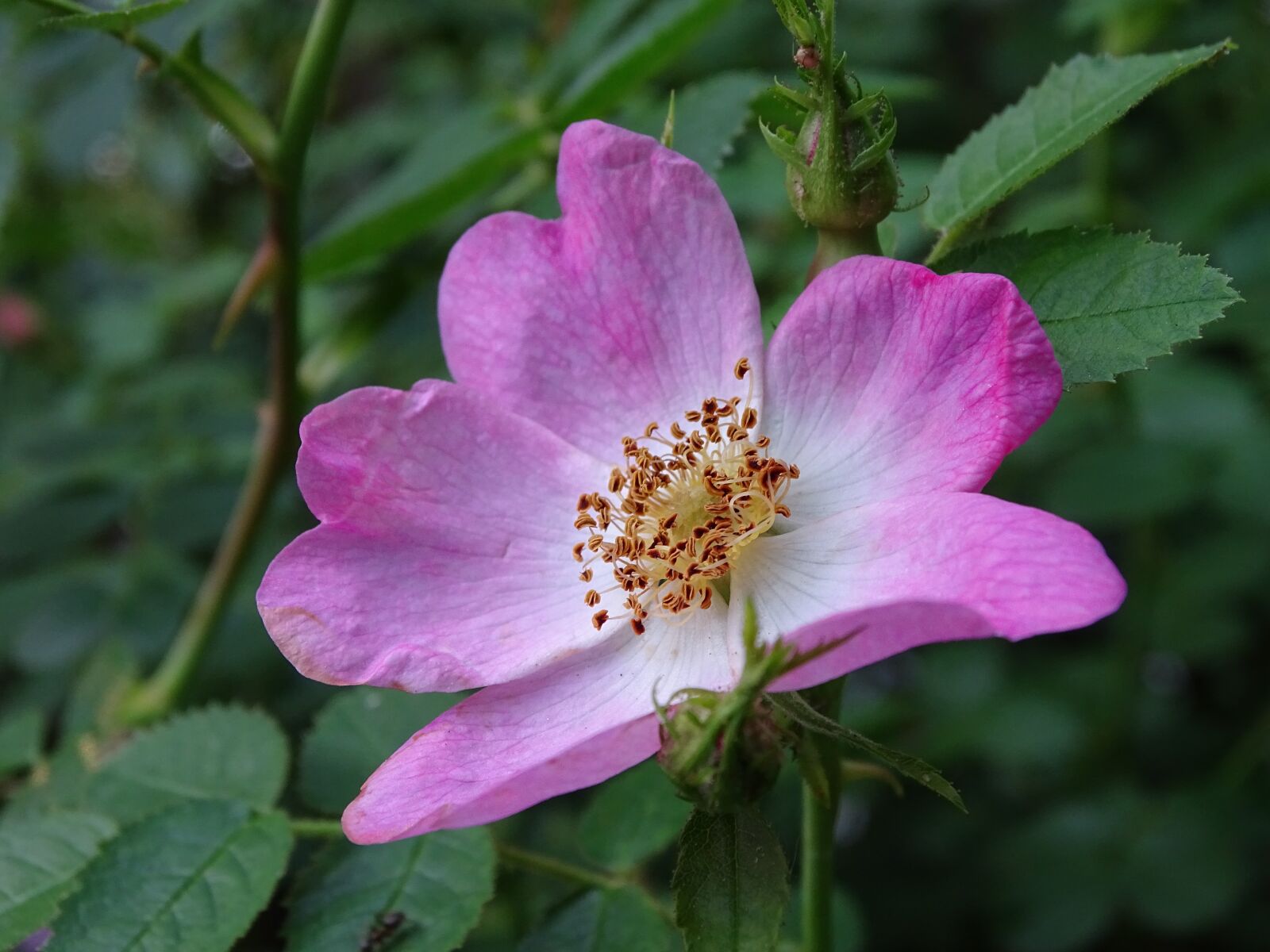 Sony Cyber-shot DSC-HX400V sample photo. Rose, wild rose, dog photography