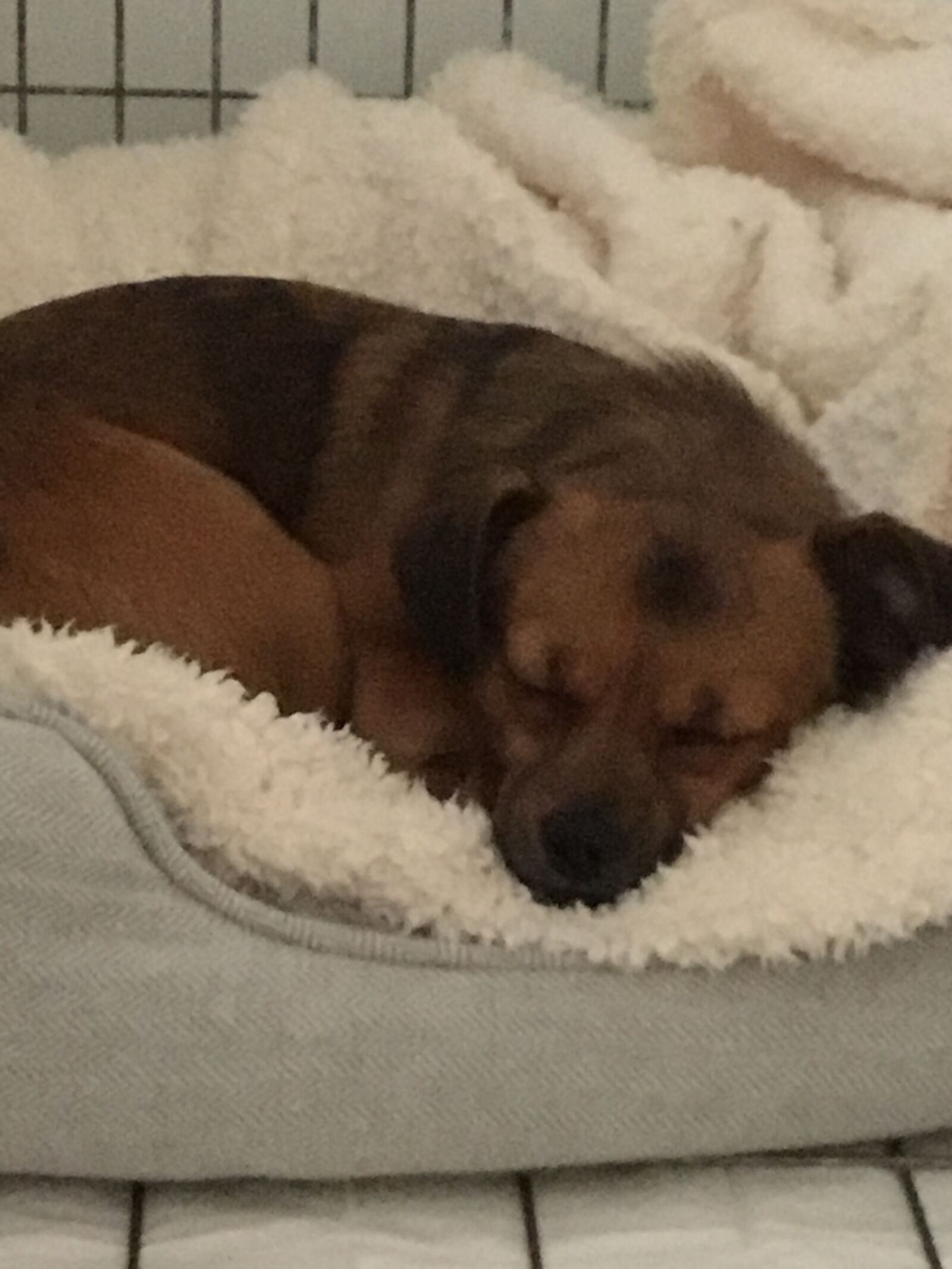 Apple iPad (5th generation) sample photo. Sleeping, puppy, blanket photography